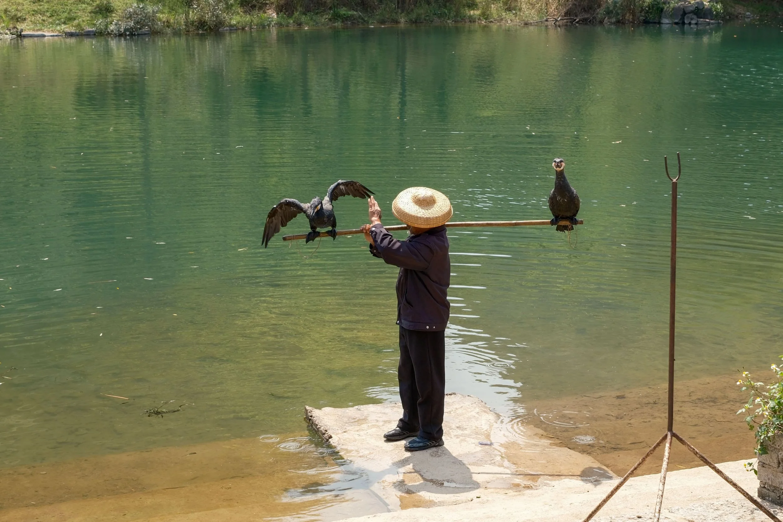 Person holding a pole with two cormorants near a riverbank.