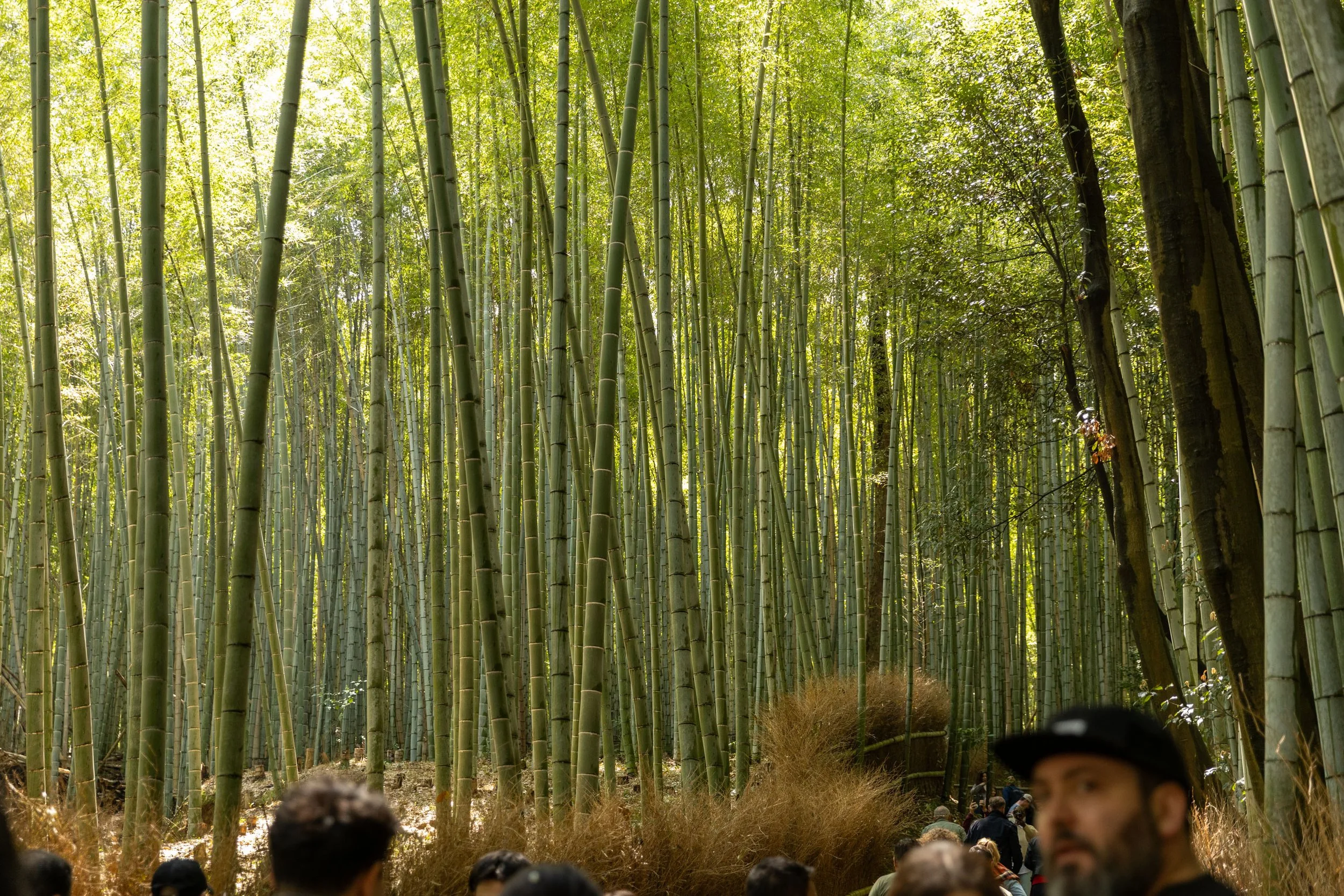 Dense bamboo forest with tall green stalks and people walking along a narrow path.