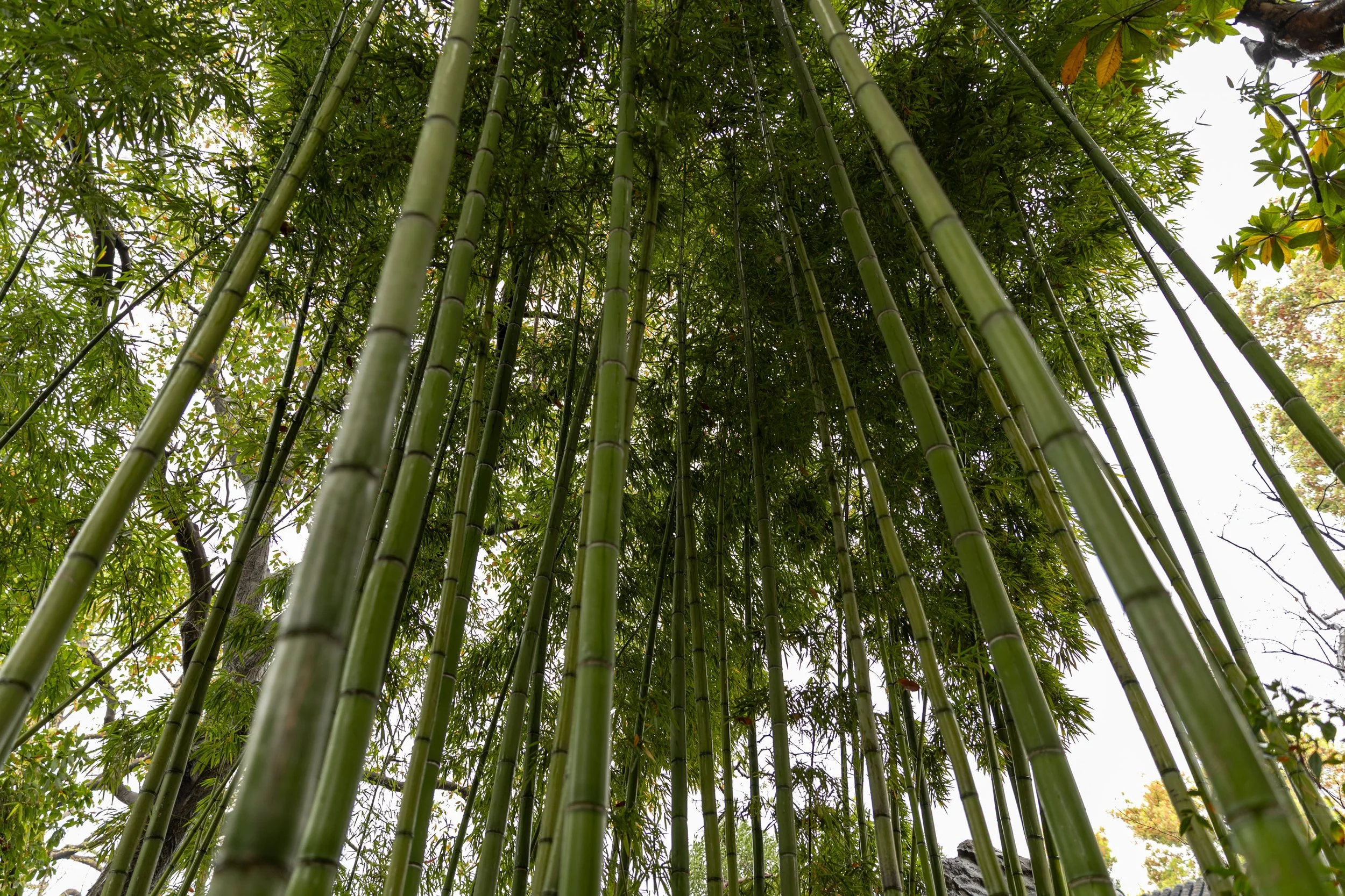 Tall green bamboo stalks viewed from below, with dense foliage above.