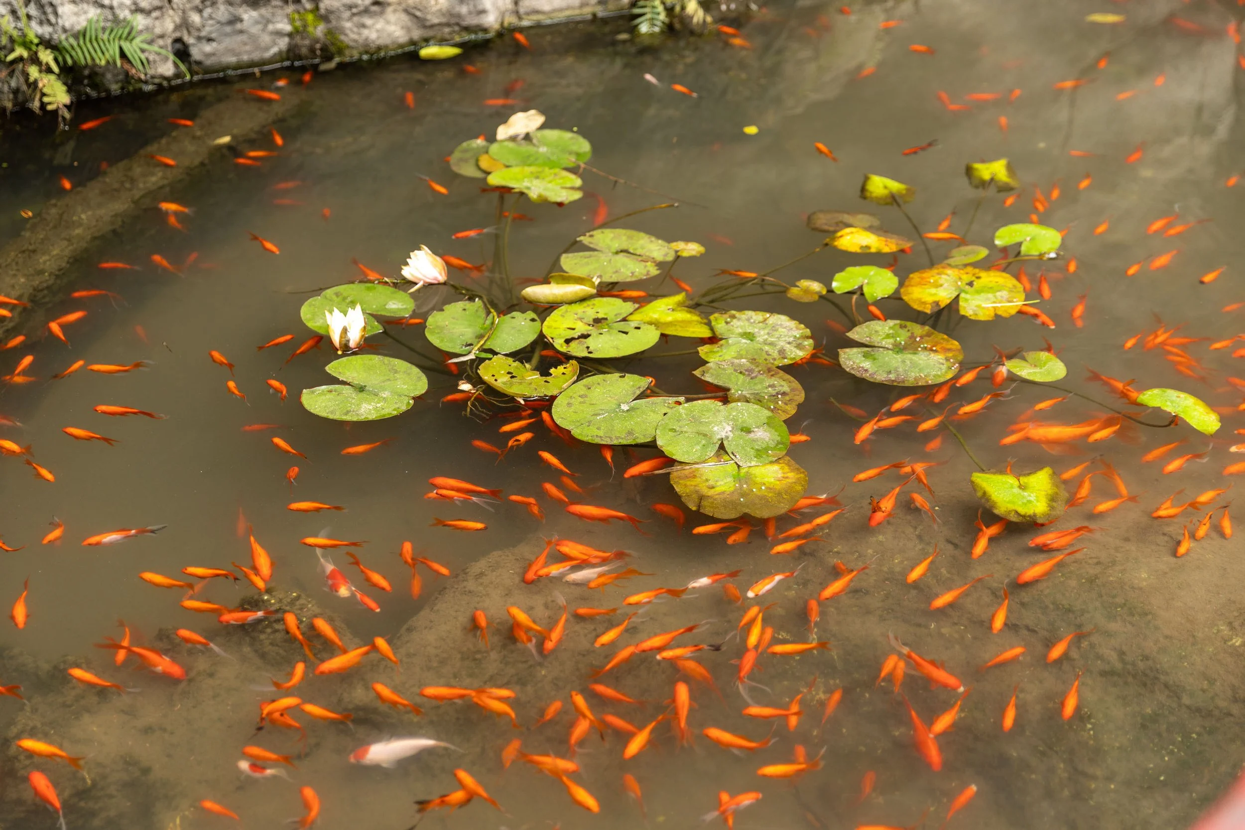 Pond with orange fish and lily pads