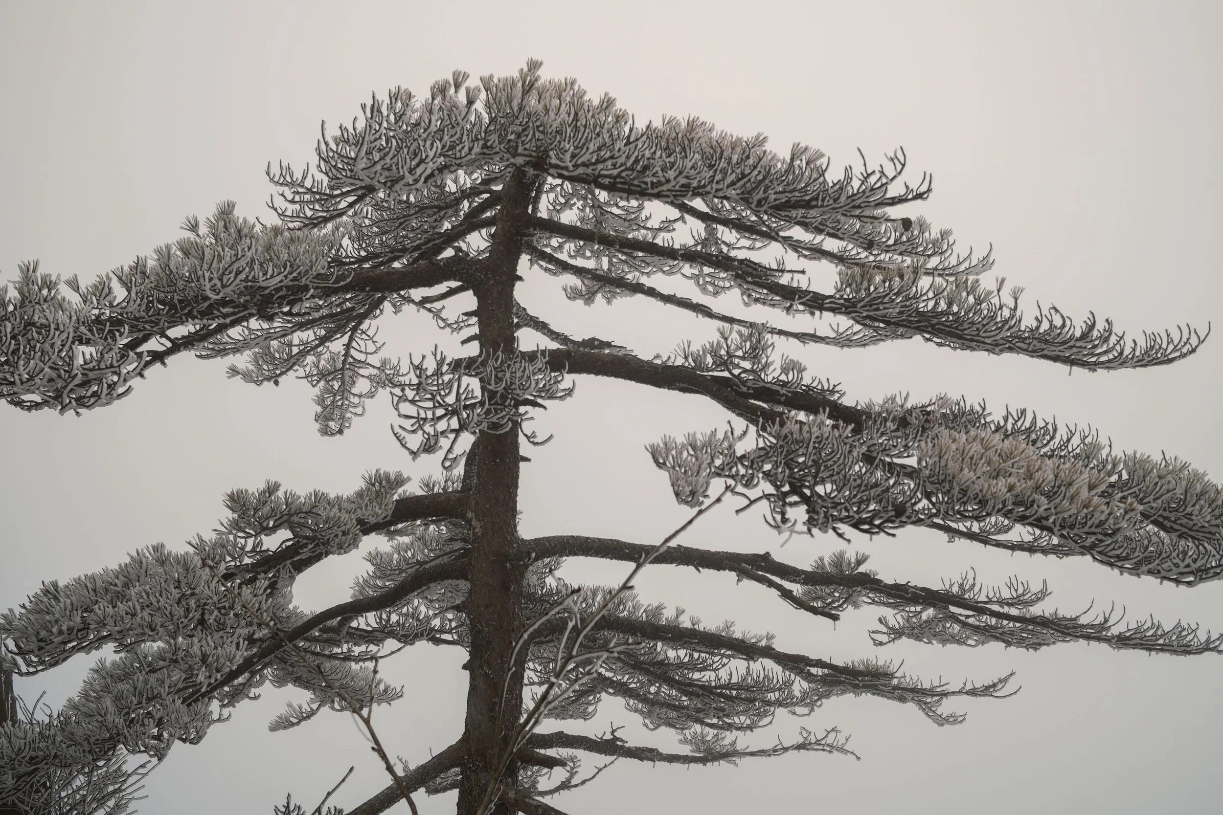 Frost-covered branches of a pine tree with a cloudy sky background.