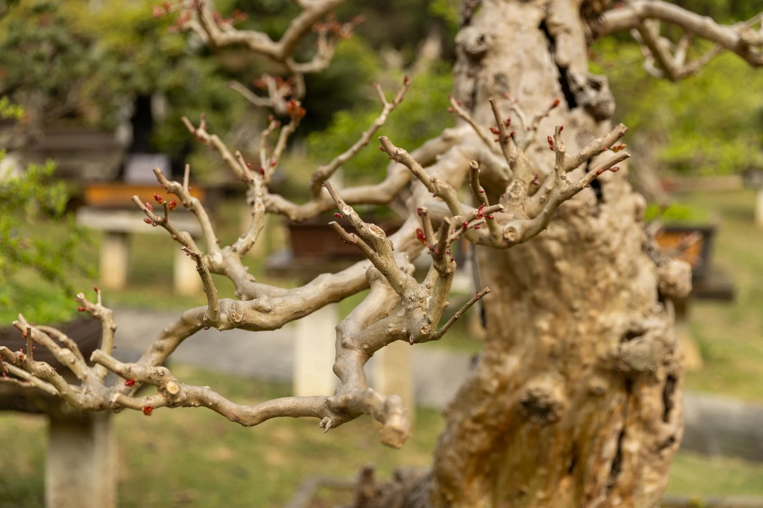 Close-up of a gnarled tree branch with red buds and a rough texture, set in a garden with blurred greenery in the background.