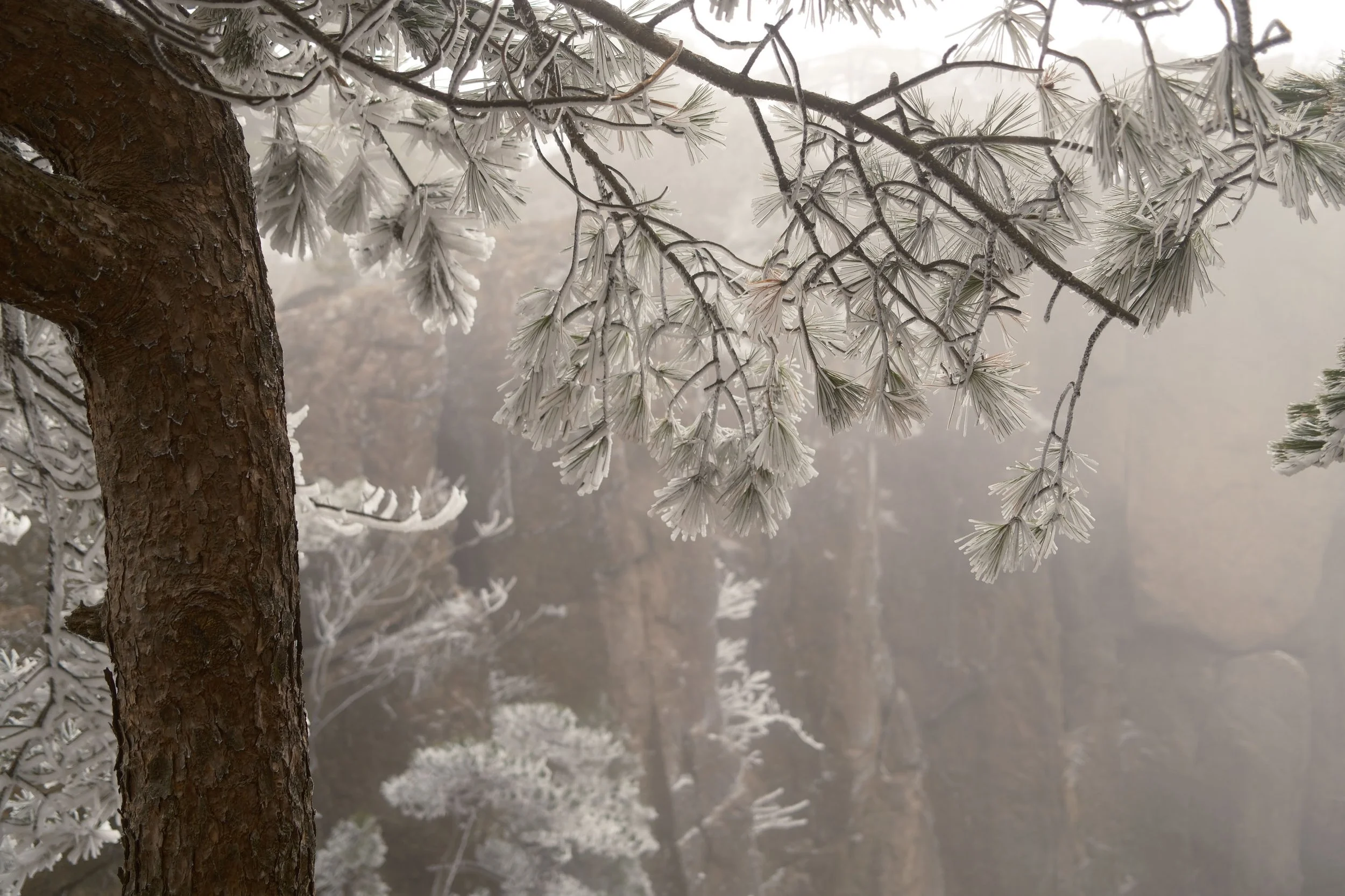 Snow-covered pine tree branches against a rocky, foggy background.