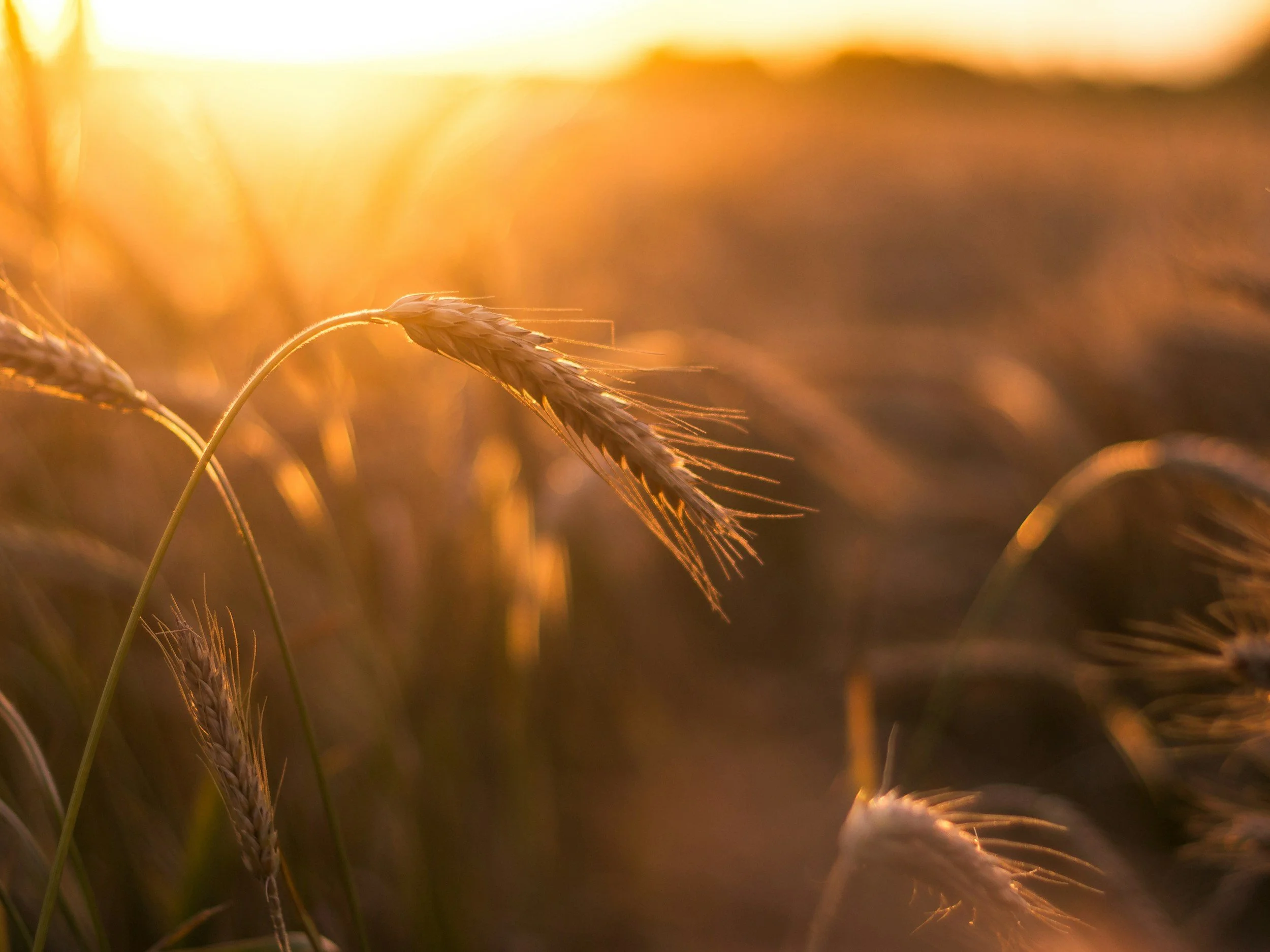 wheat in a field as the sun is setting