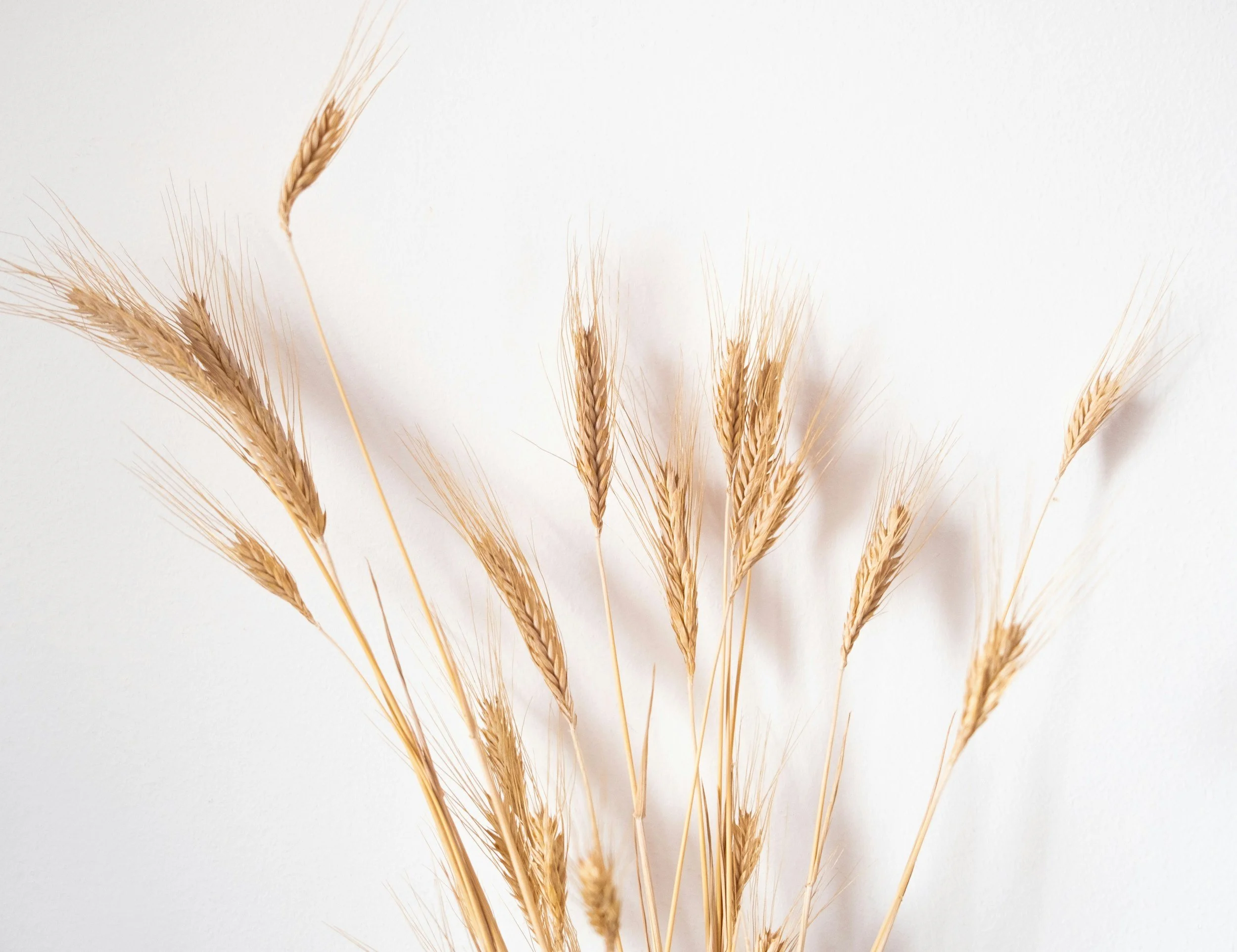 strands of golden wheat against a white background