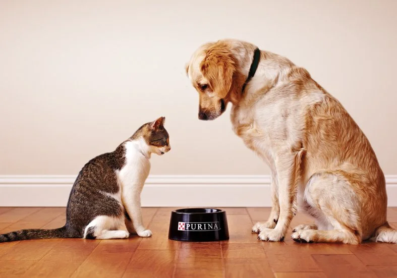 purina_cvr_image.jpg