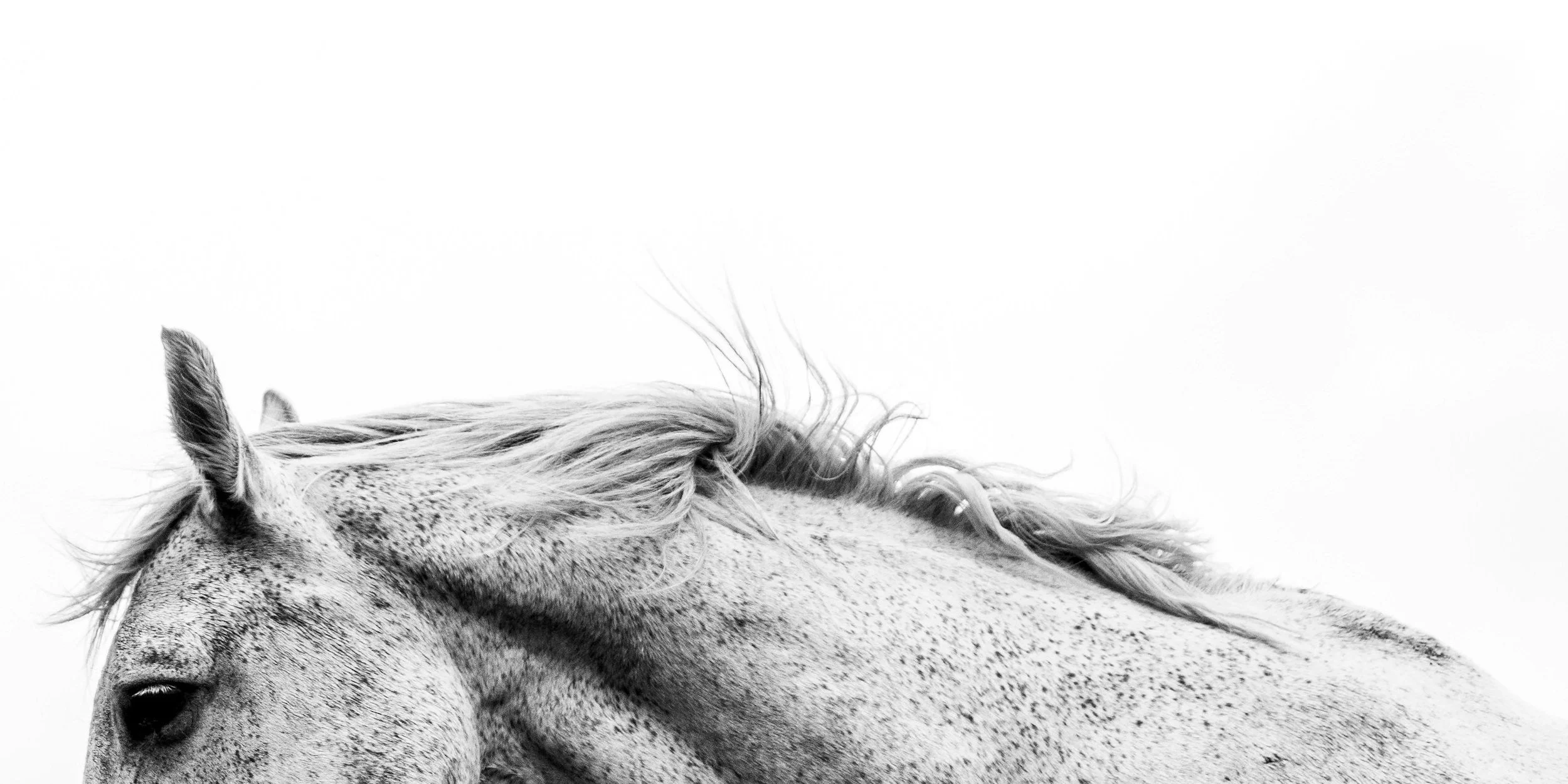 Tête d'un cheval avec crinière au vent en noir et blanc.