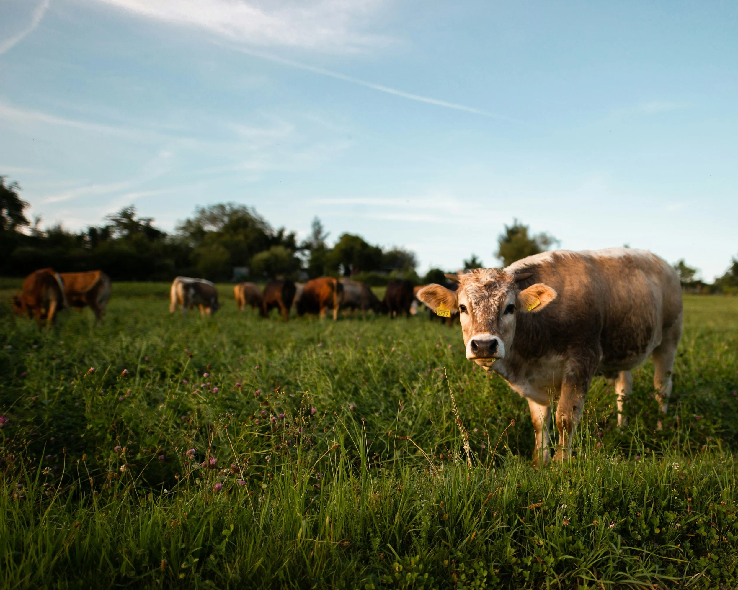 What’s the Big Deal About Grass-Fed Beef?