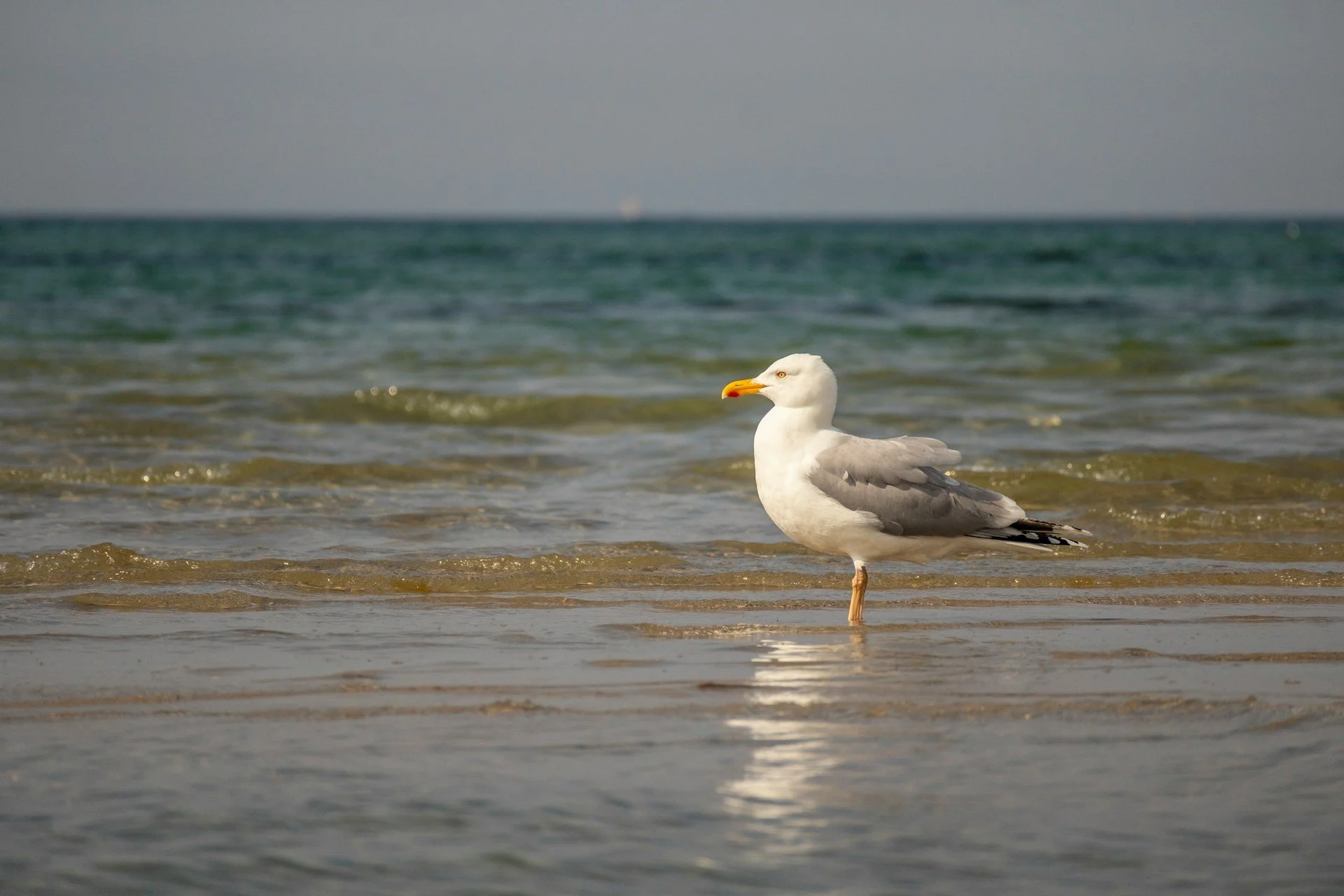 Fun Family Things to Do in Portland, Maine: Casco Bay Wildlife