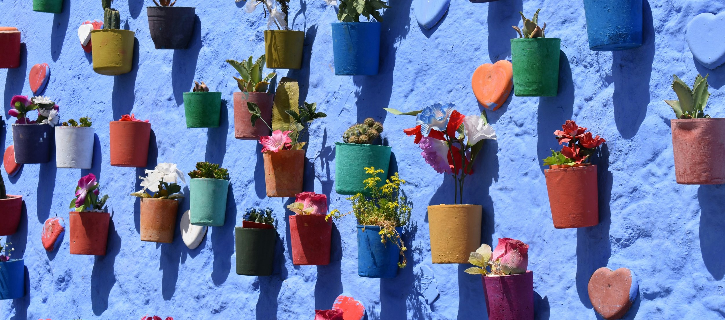 Bright blue painted wall with a variety of colorful planters attached full of different colored plants and flowers