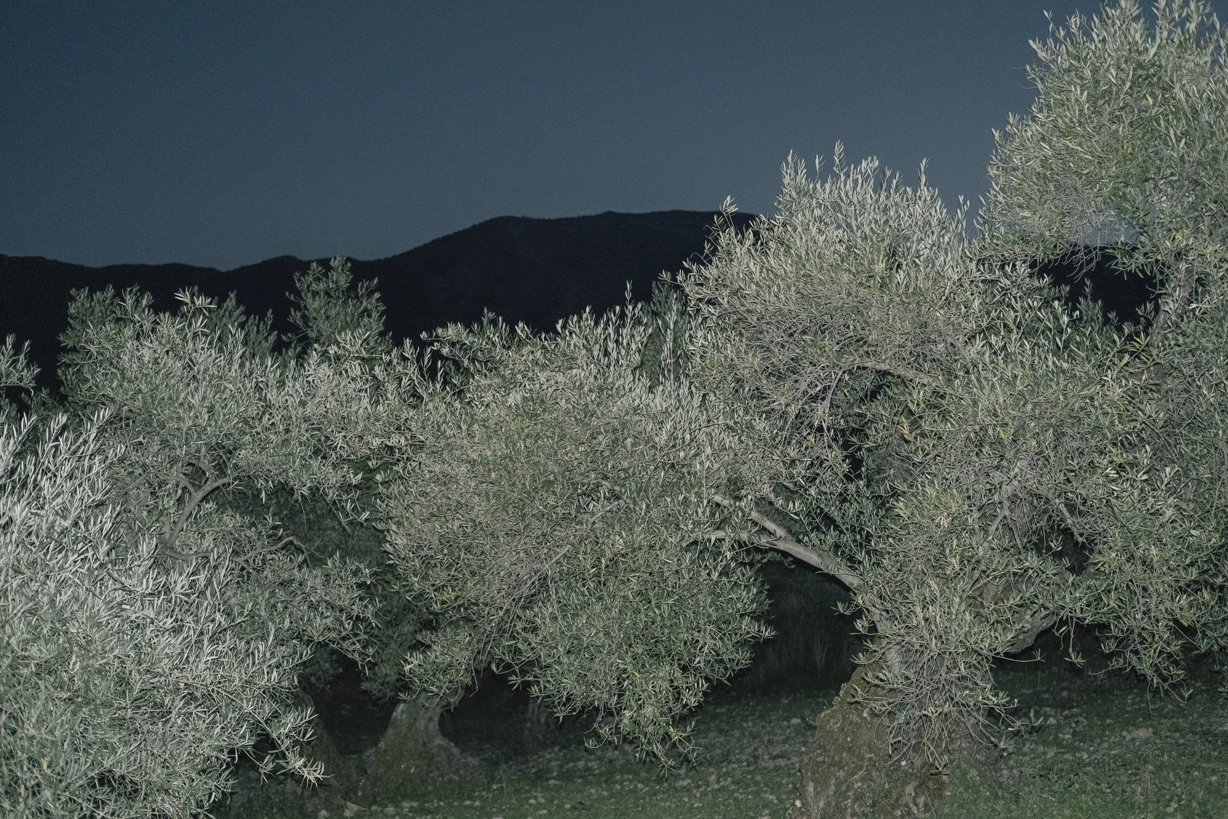 HFielder-olive treess at night-2.jpeg