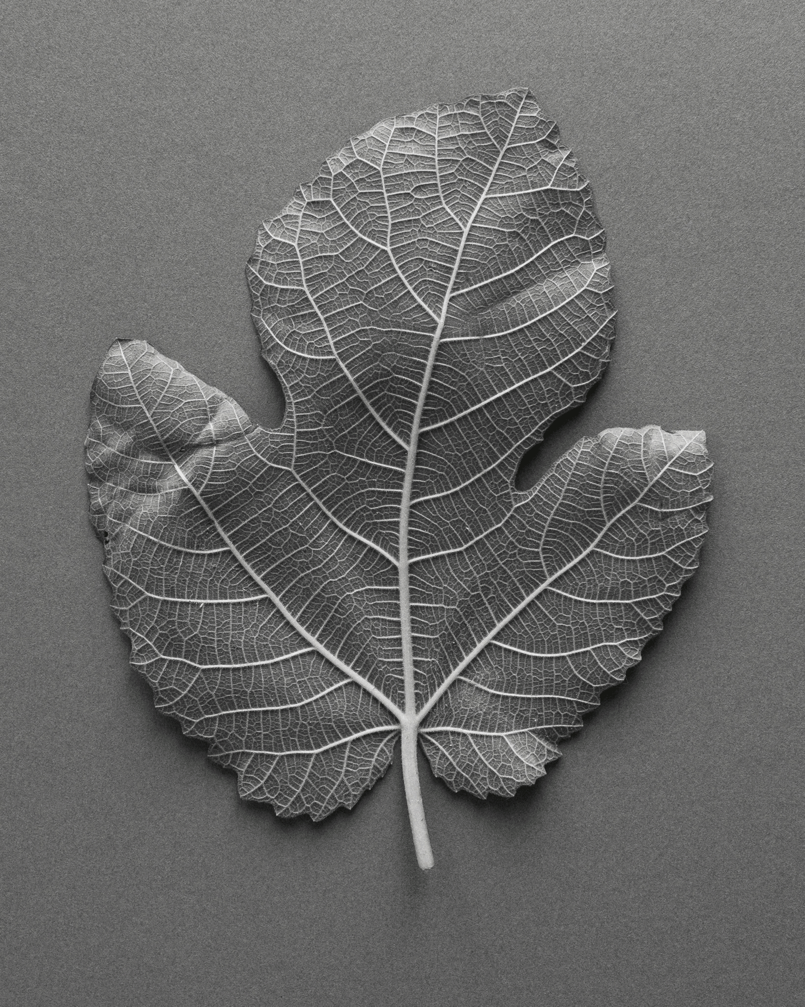 fig-leaf.gif