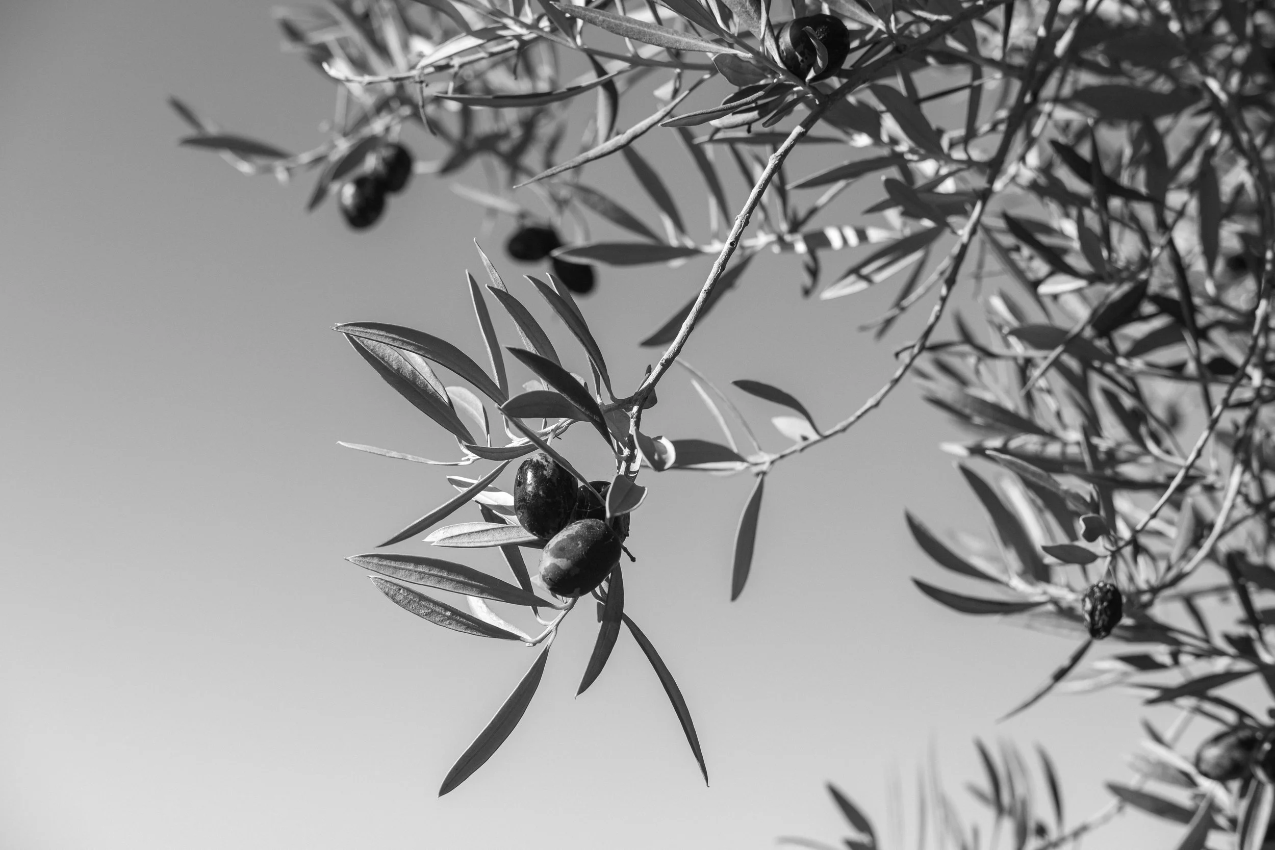 HFielder-olive treess at night-20.jpg