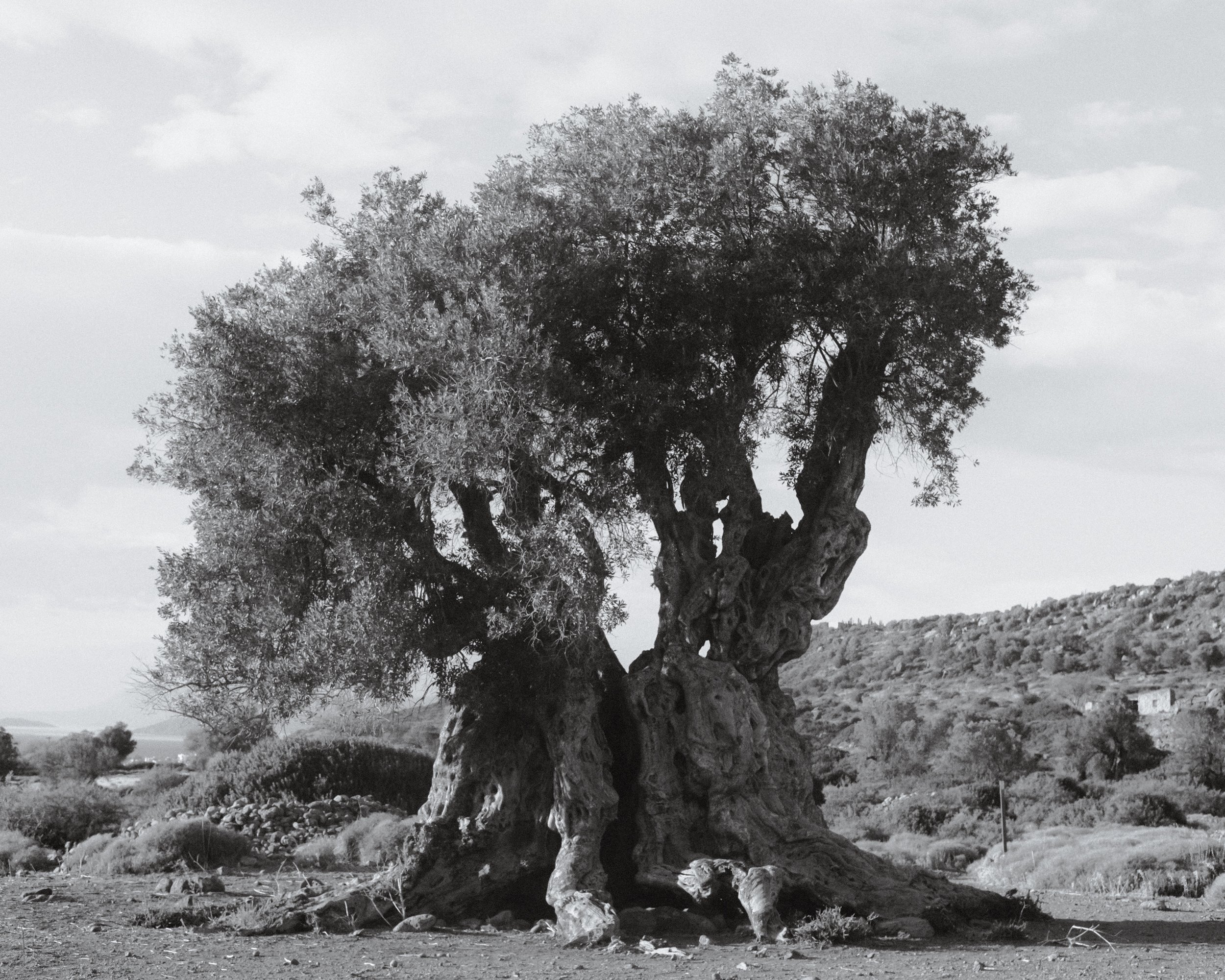 olive trees-04.jpg