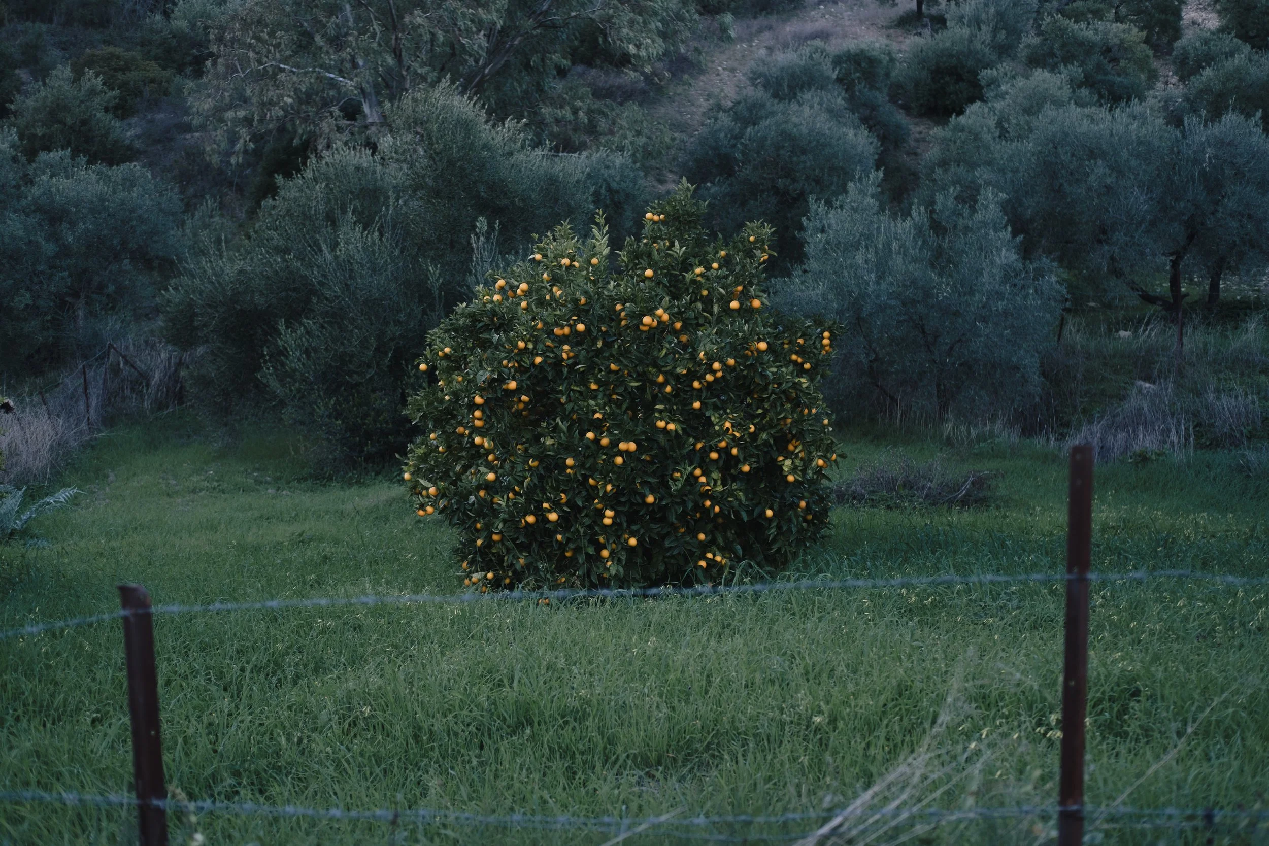 HFielder-olive treess at night-34.jpg