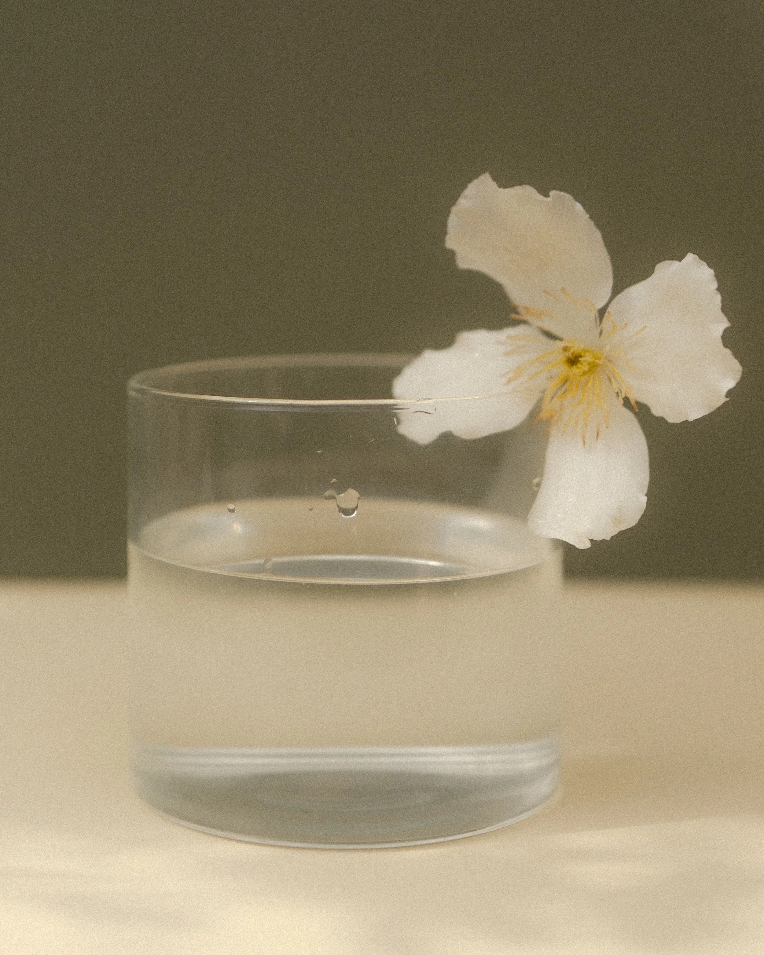 Holly Fielder_Photography, 35mm Film, Product Photography