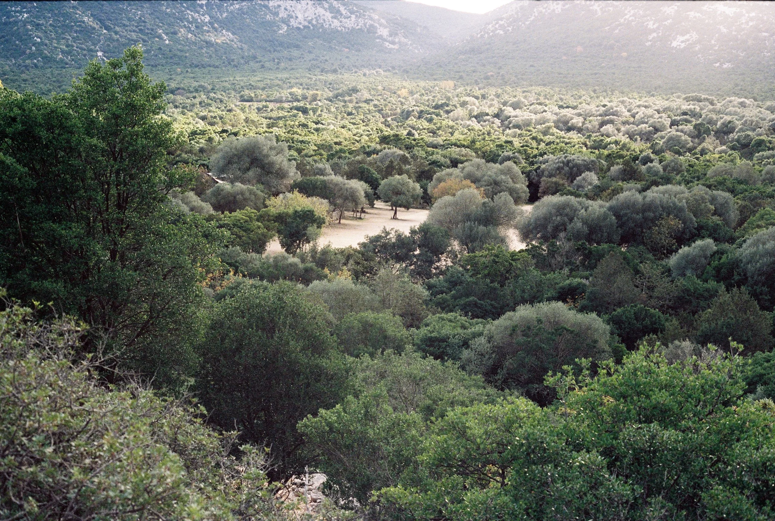 tree2.jpg