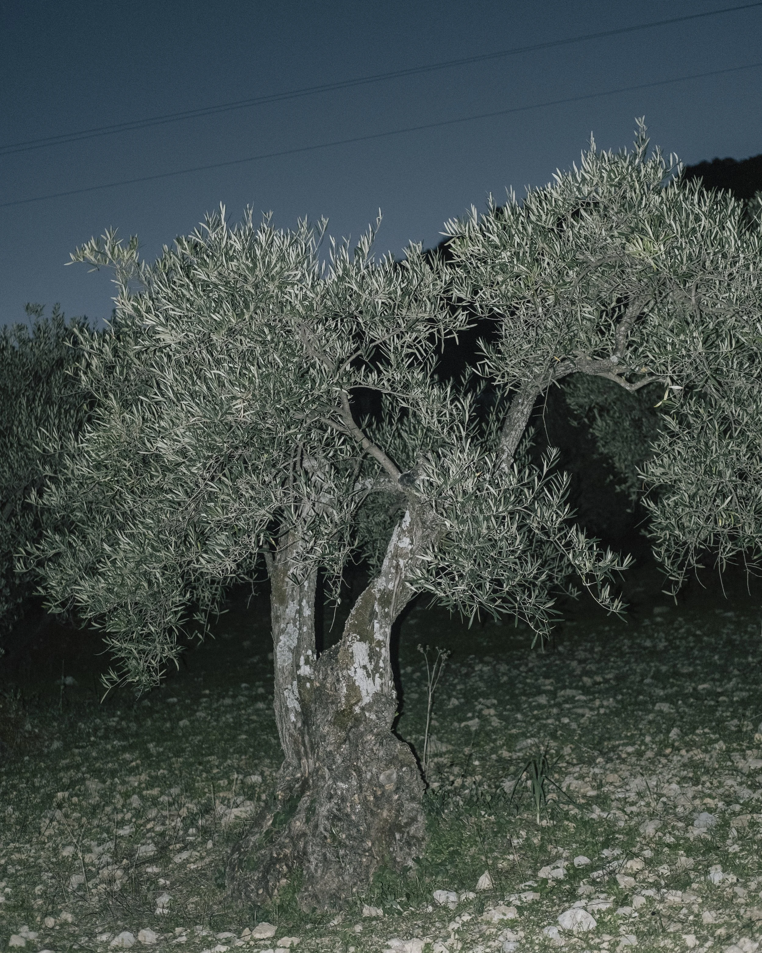 HFielder-olive treess at night-26.jpg