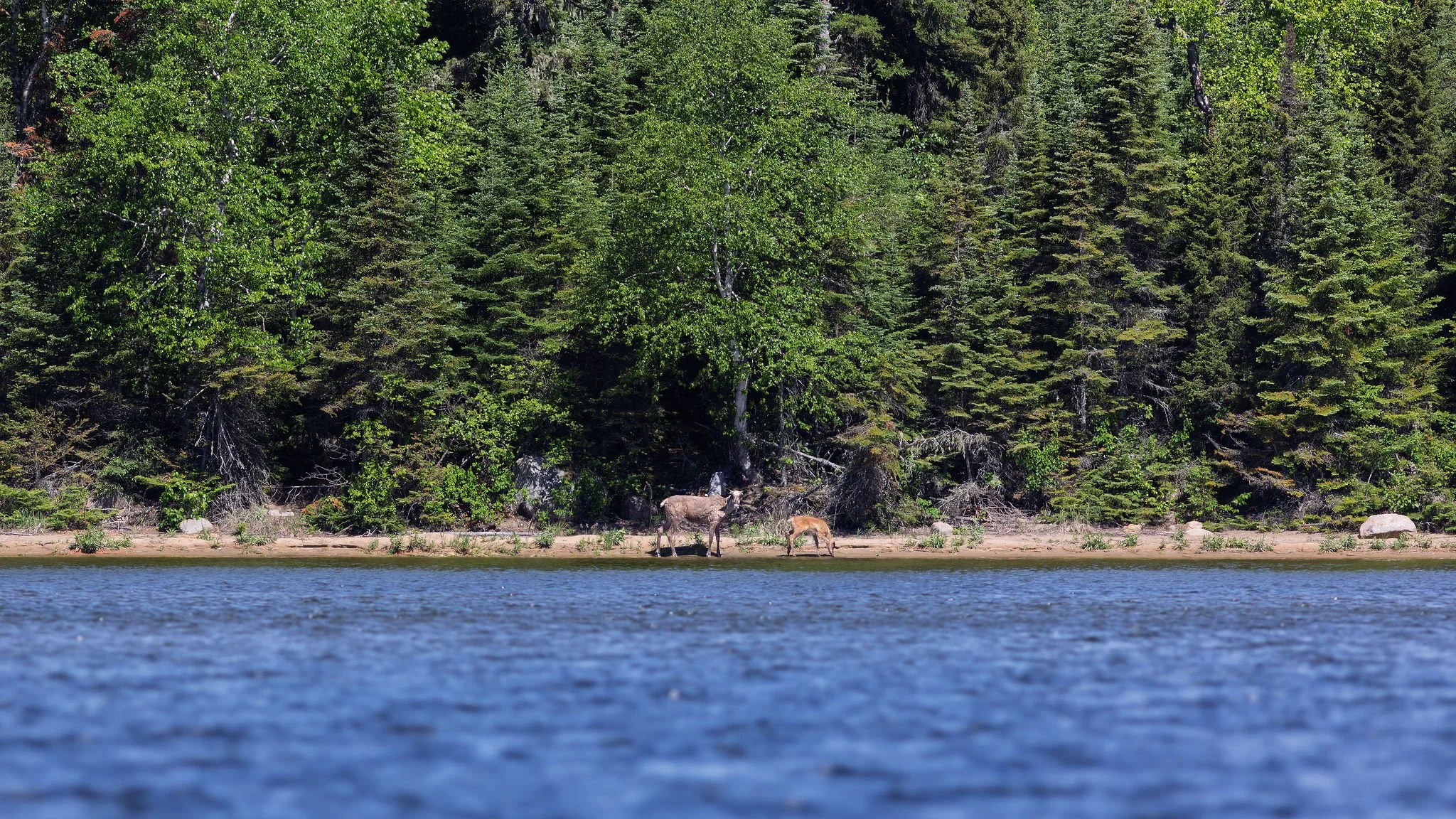 A lake with a forested shoreline featuring various green trees and two moose along the shore.