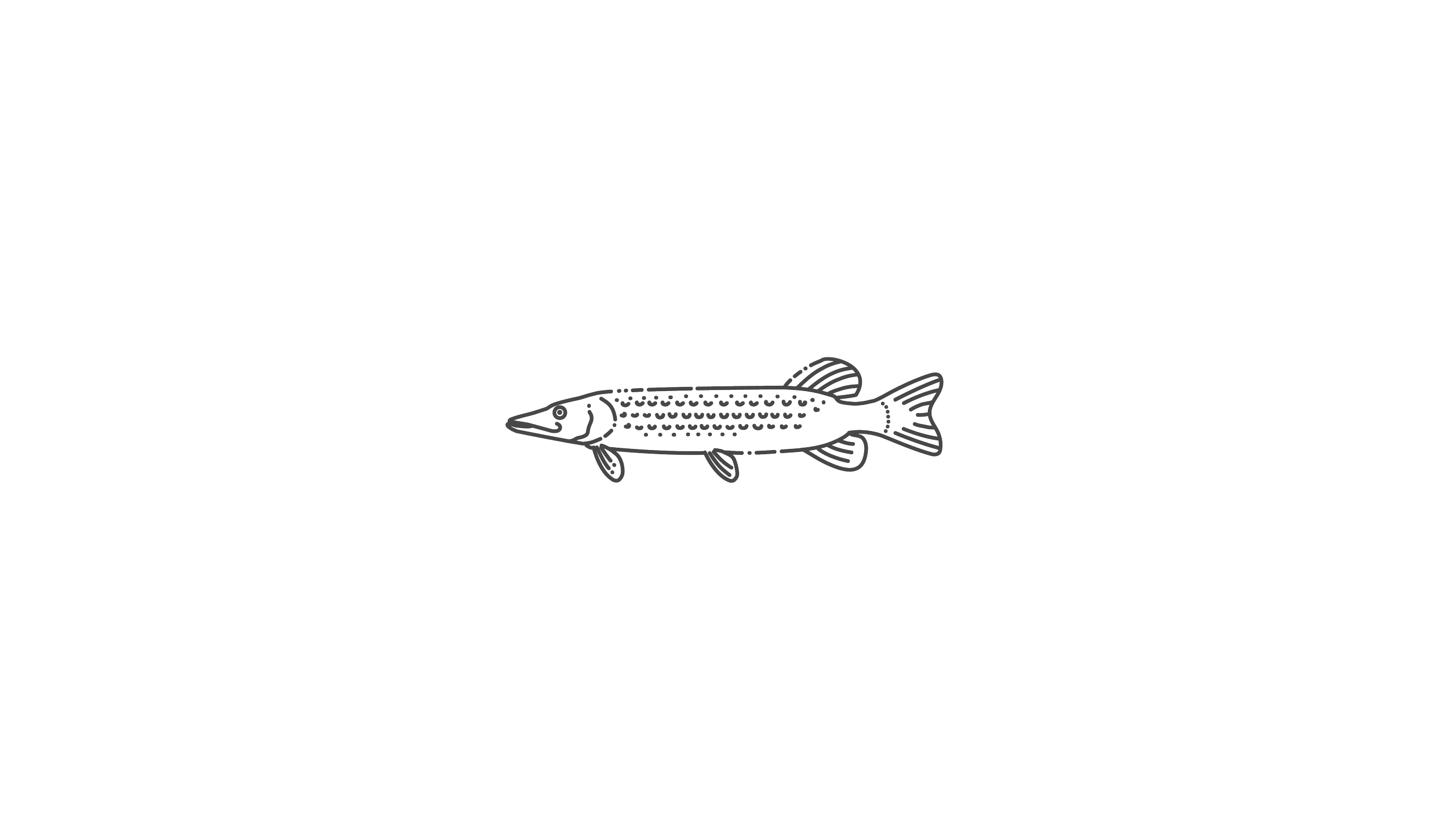 Line drawing of a fish, showing its fins and scales outline.