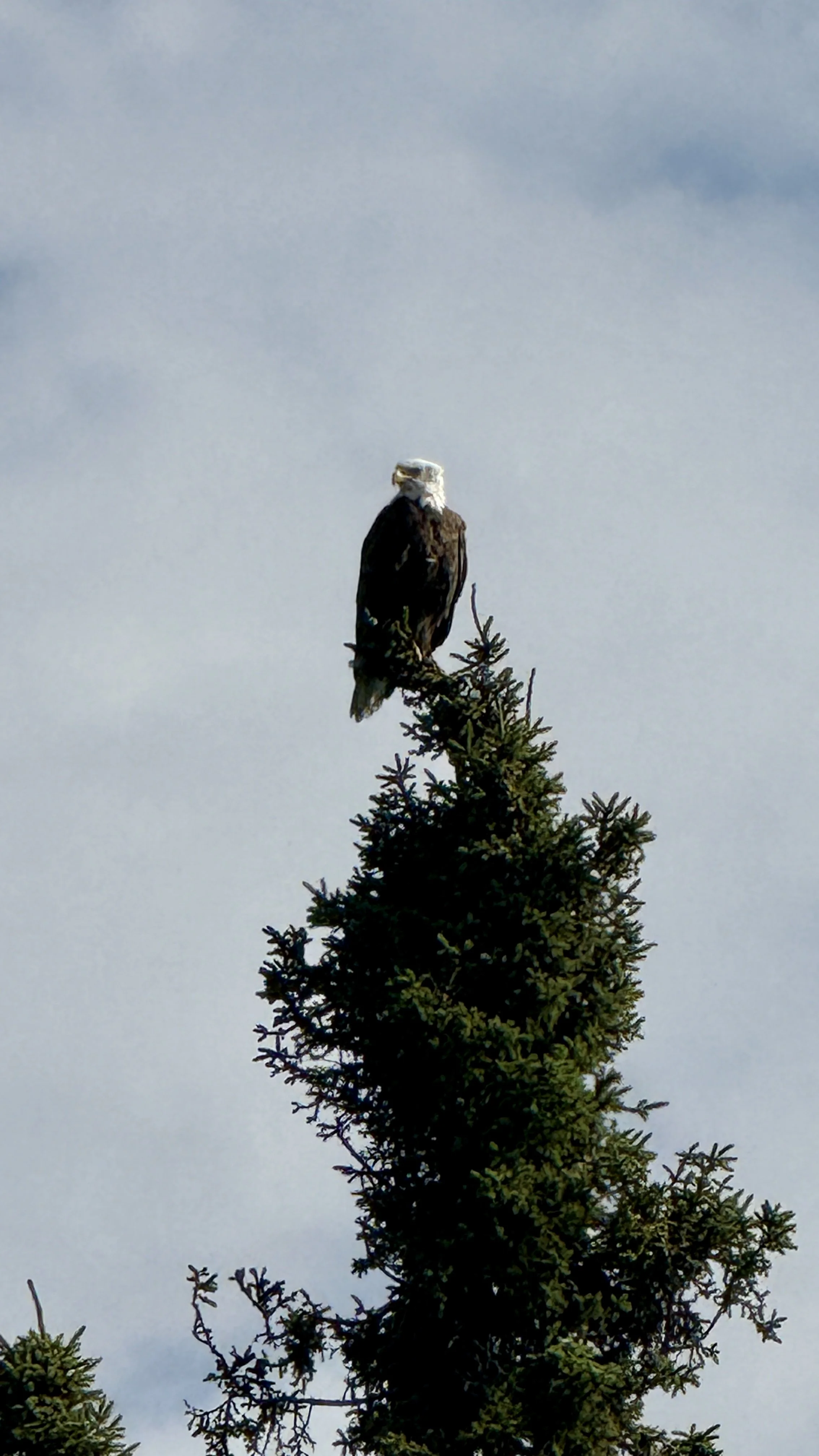 Fishing rod extended over a body of water at sunset with a partly cloudy sky.