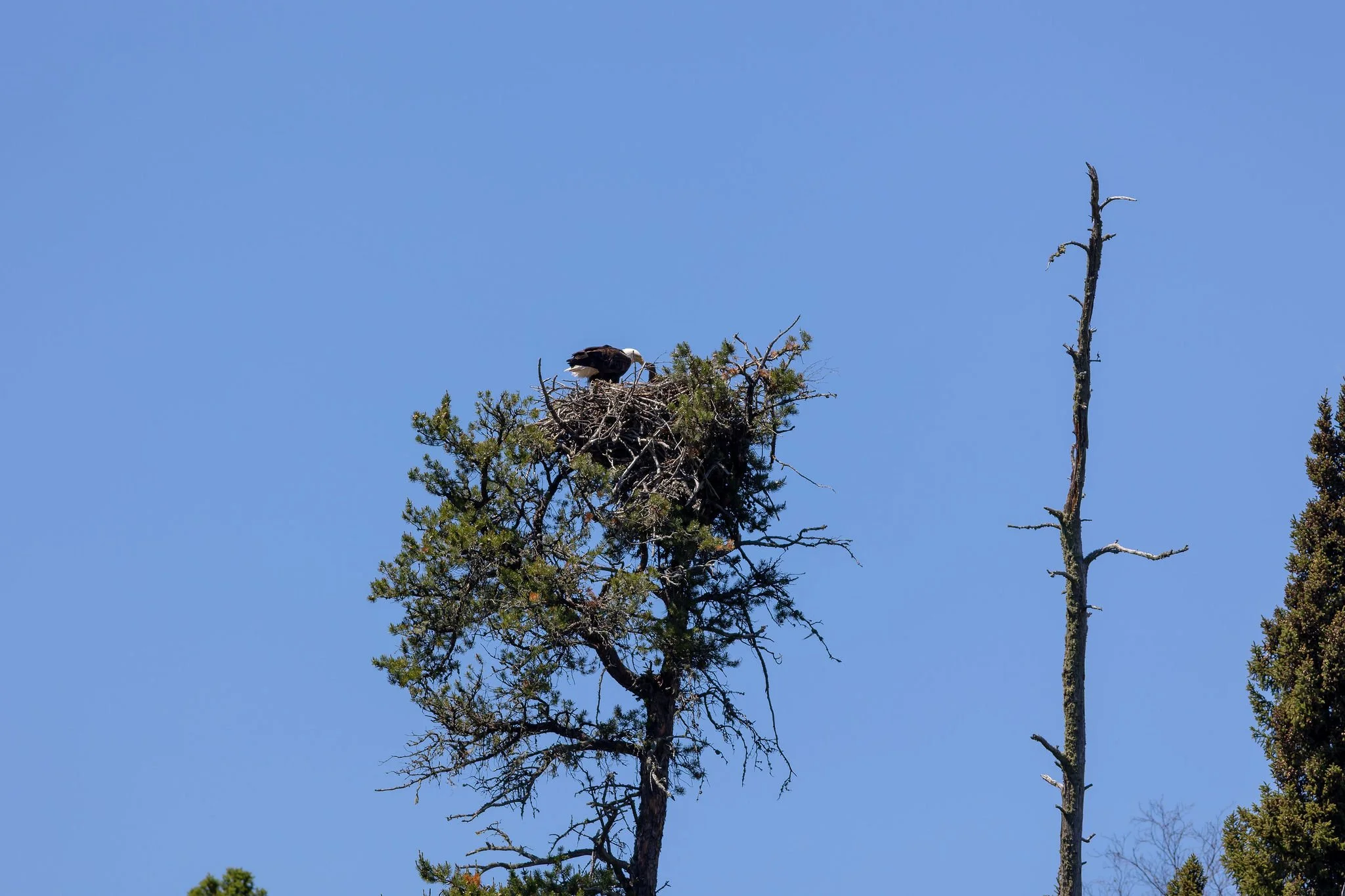A bald eagle perched on a large nest on top of a tall, leafless tree against a clear blue sky.