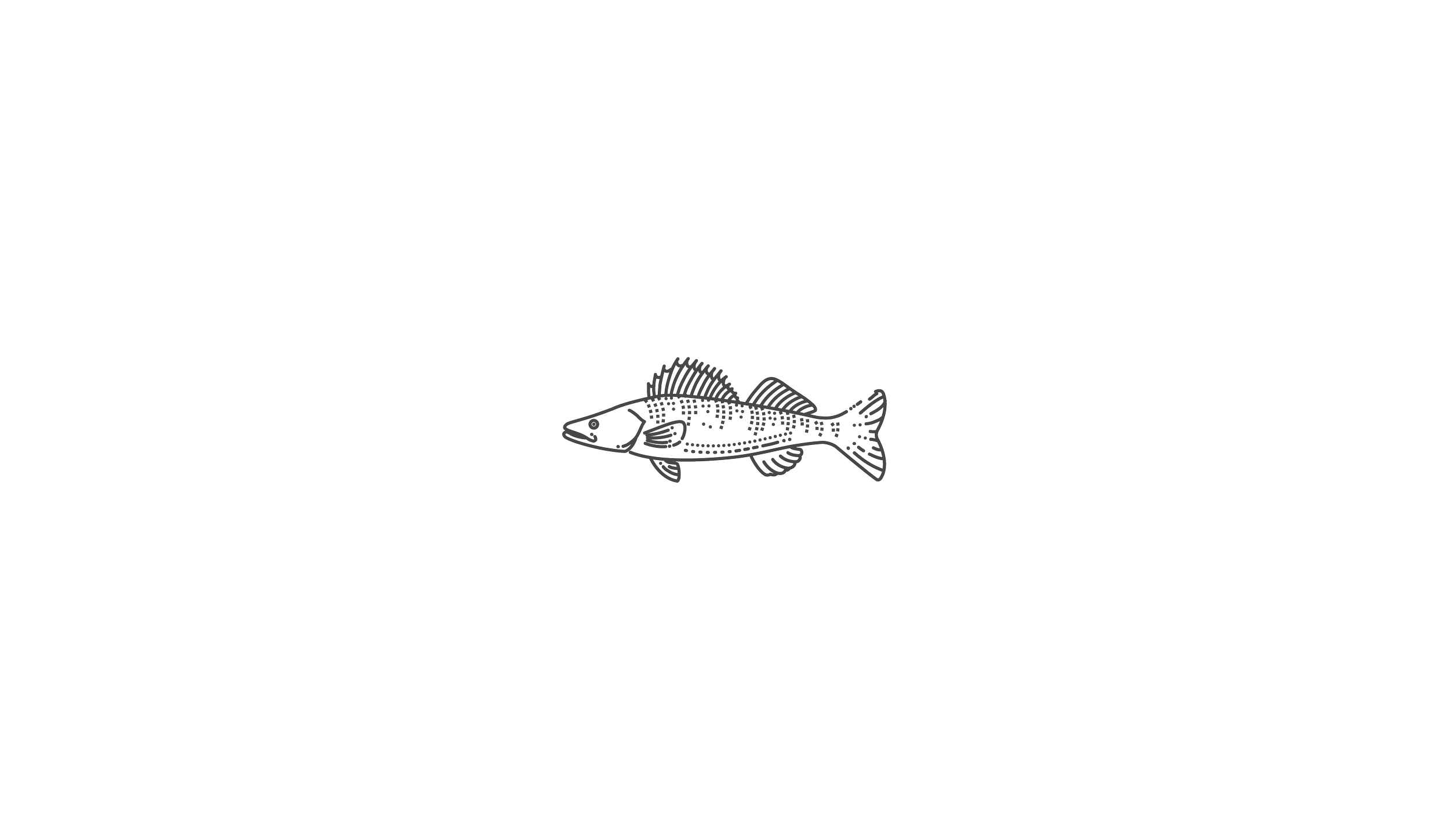Black background with a white line drawing of a fish with detailed fins and scales.
