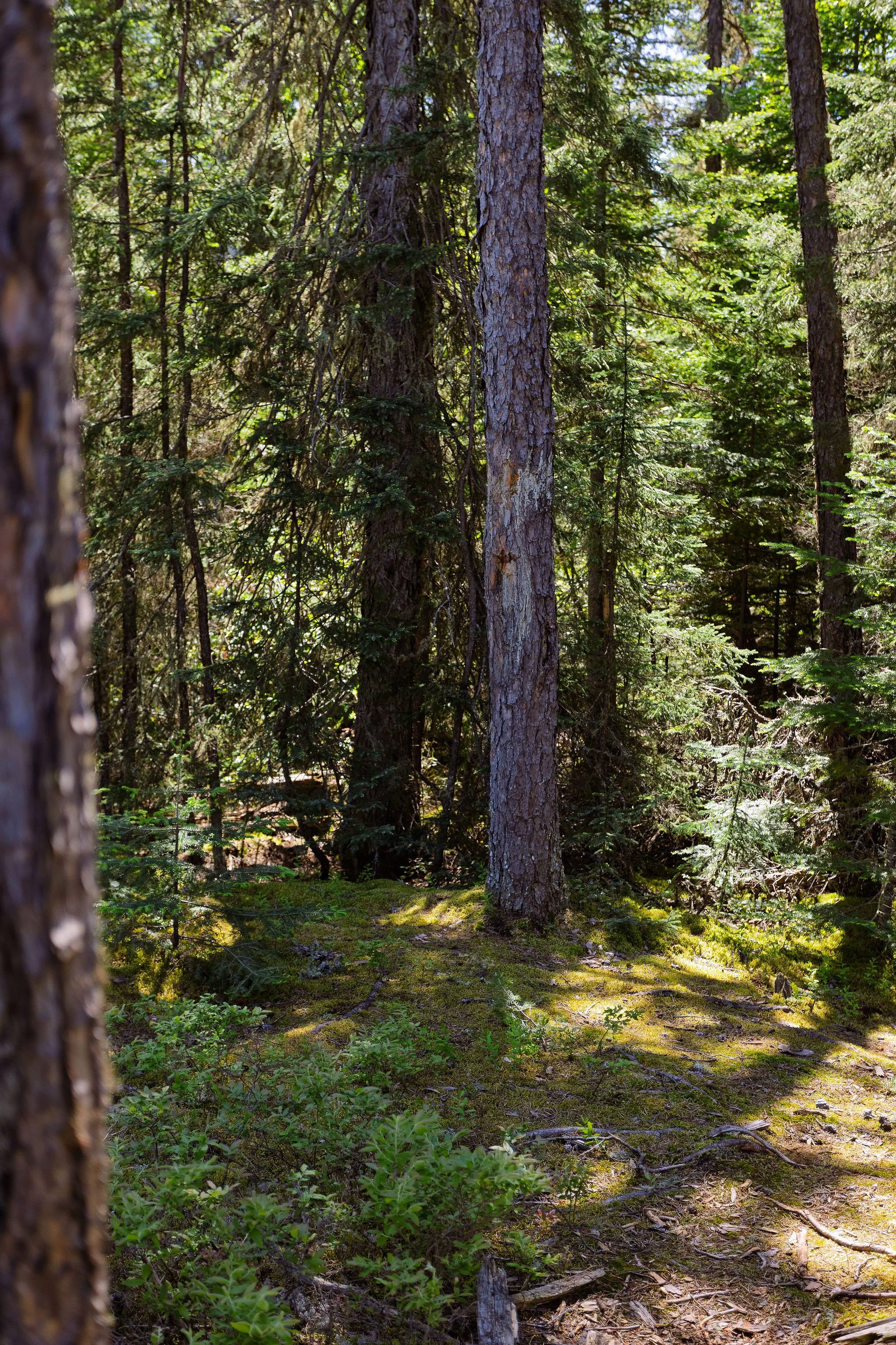 A dense forest scene with tall pine trees, green shrubs, moss-covered ground, and sun filtering through the branches.