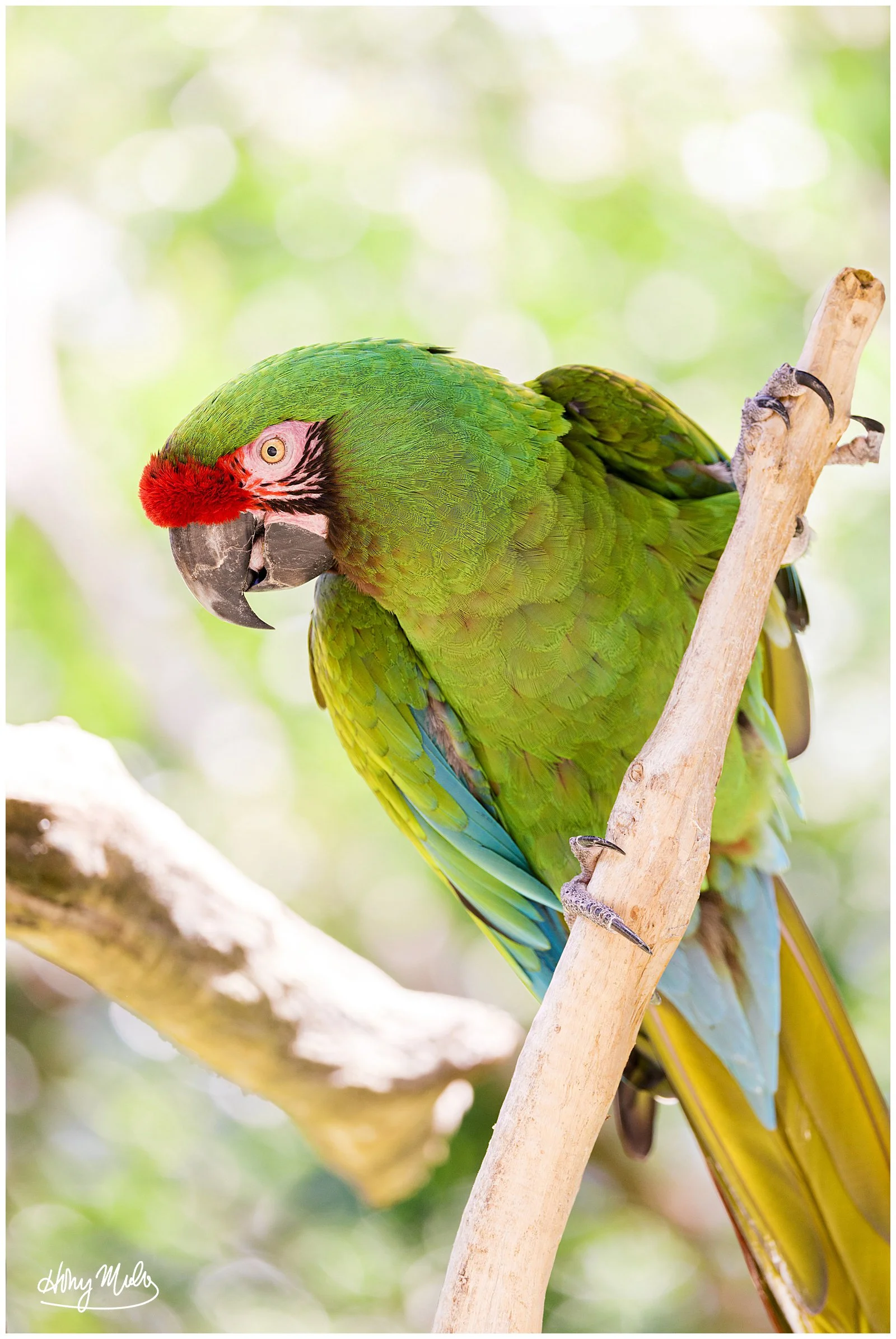 Great Green Macaw.jpg