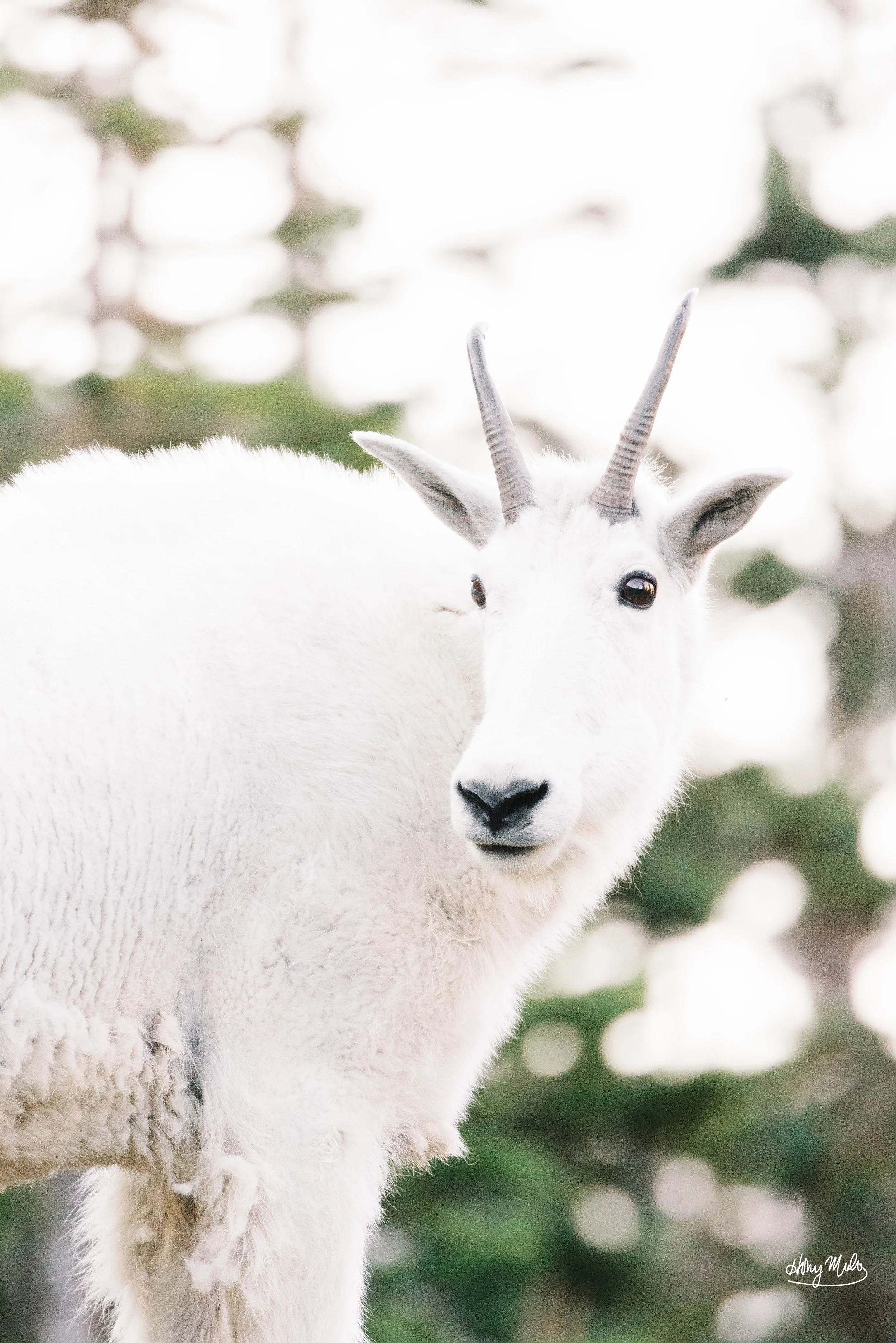mt goat portrait signature.jpg