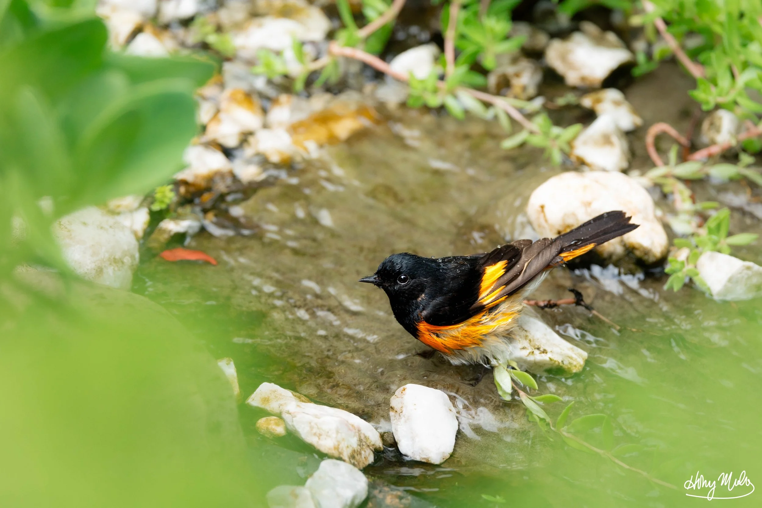redstart.jpg