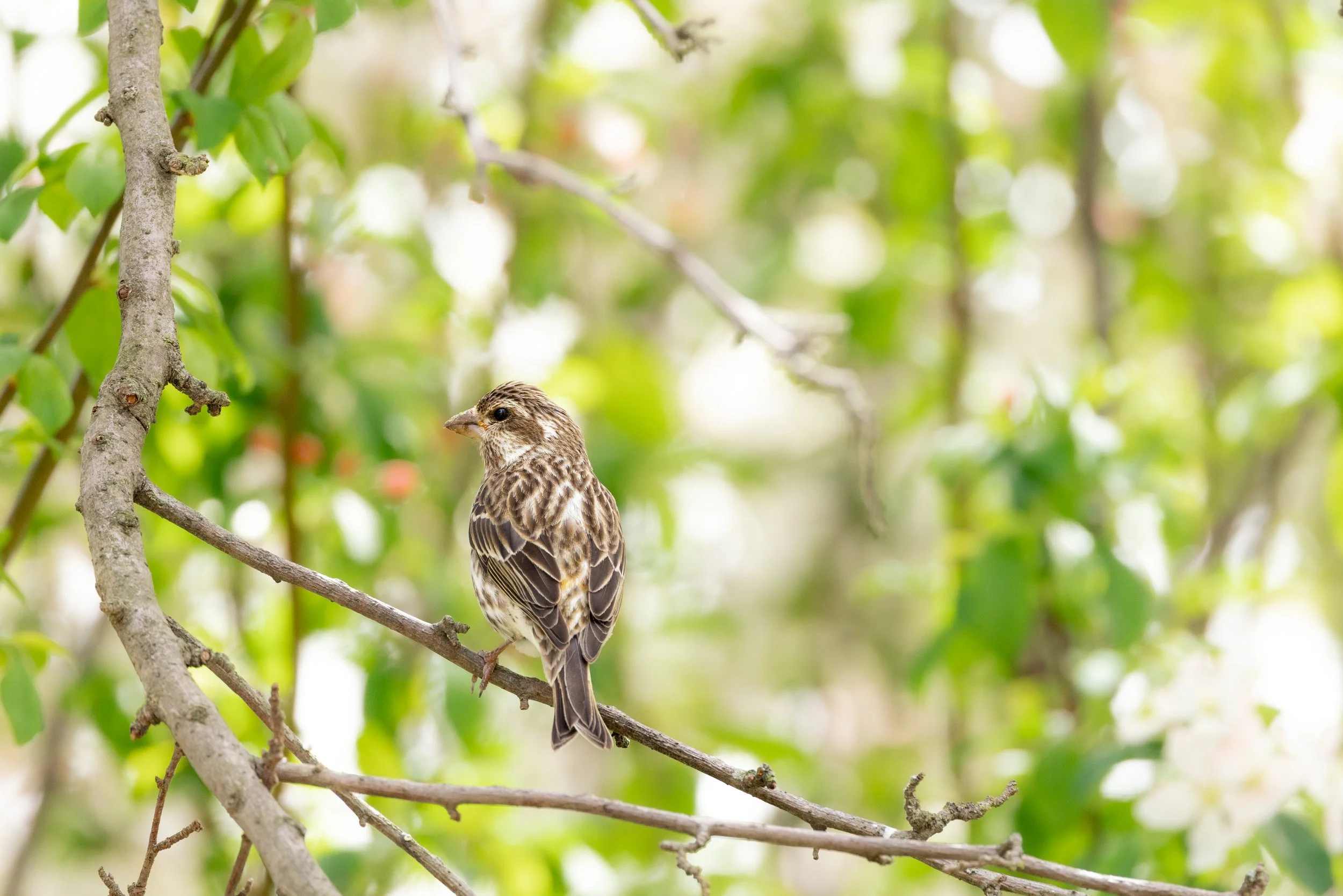 Holly Marie Photography-9.jpg