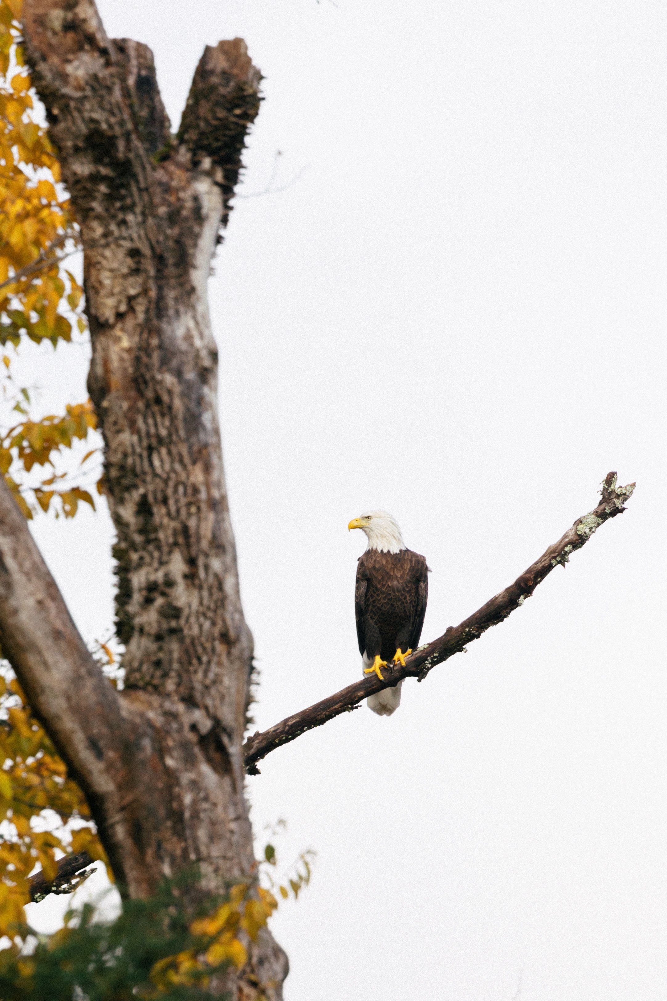 Perching Bald Eagle
