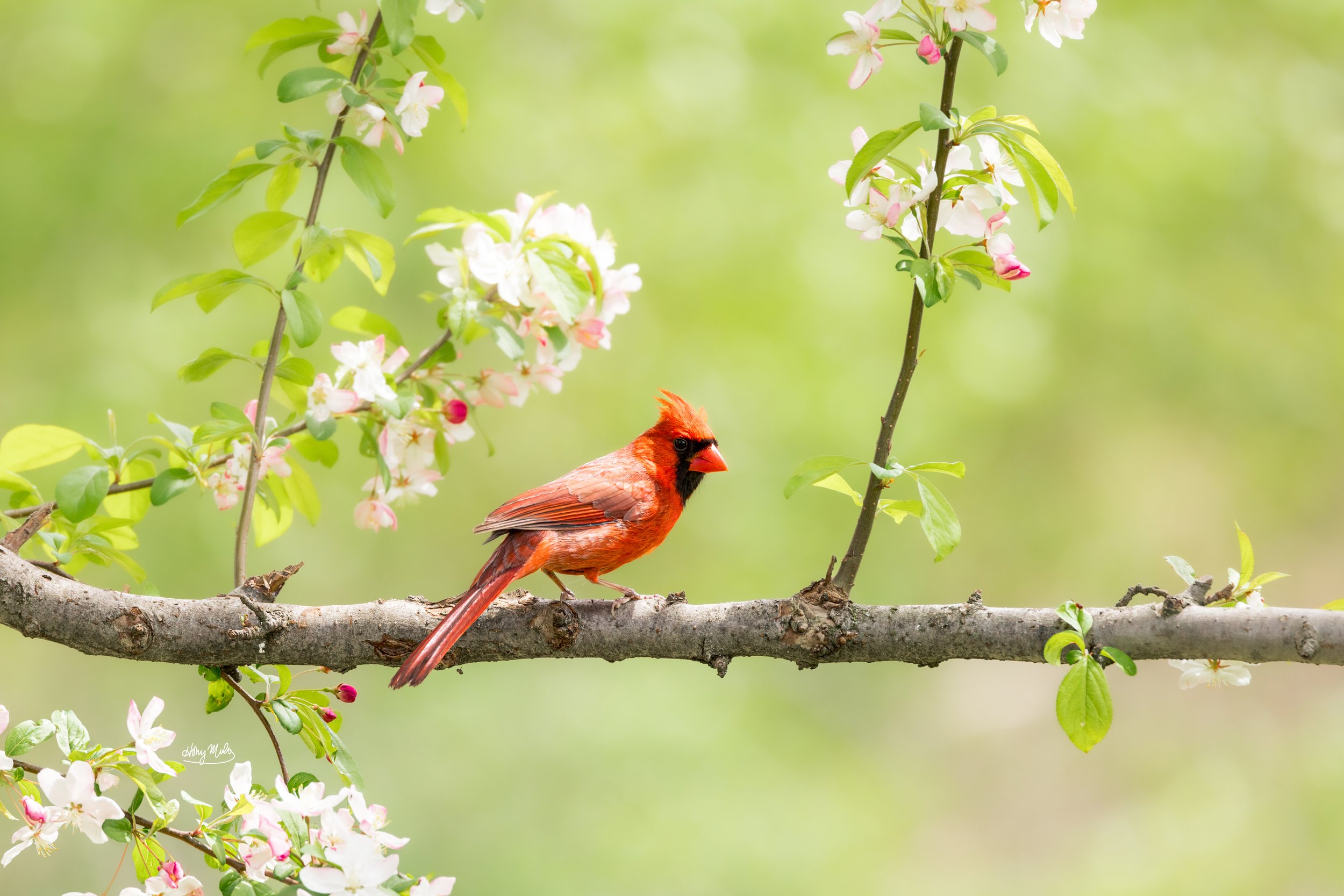 Cardinal Signature.jpg