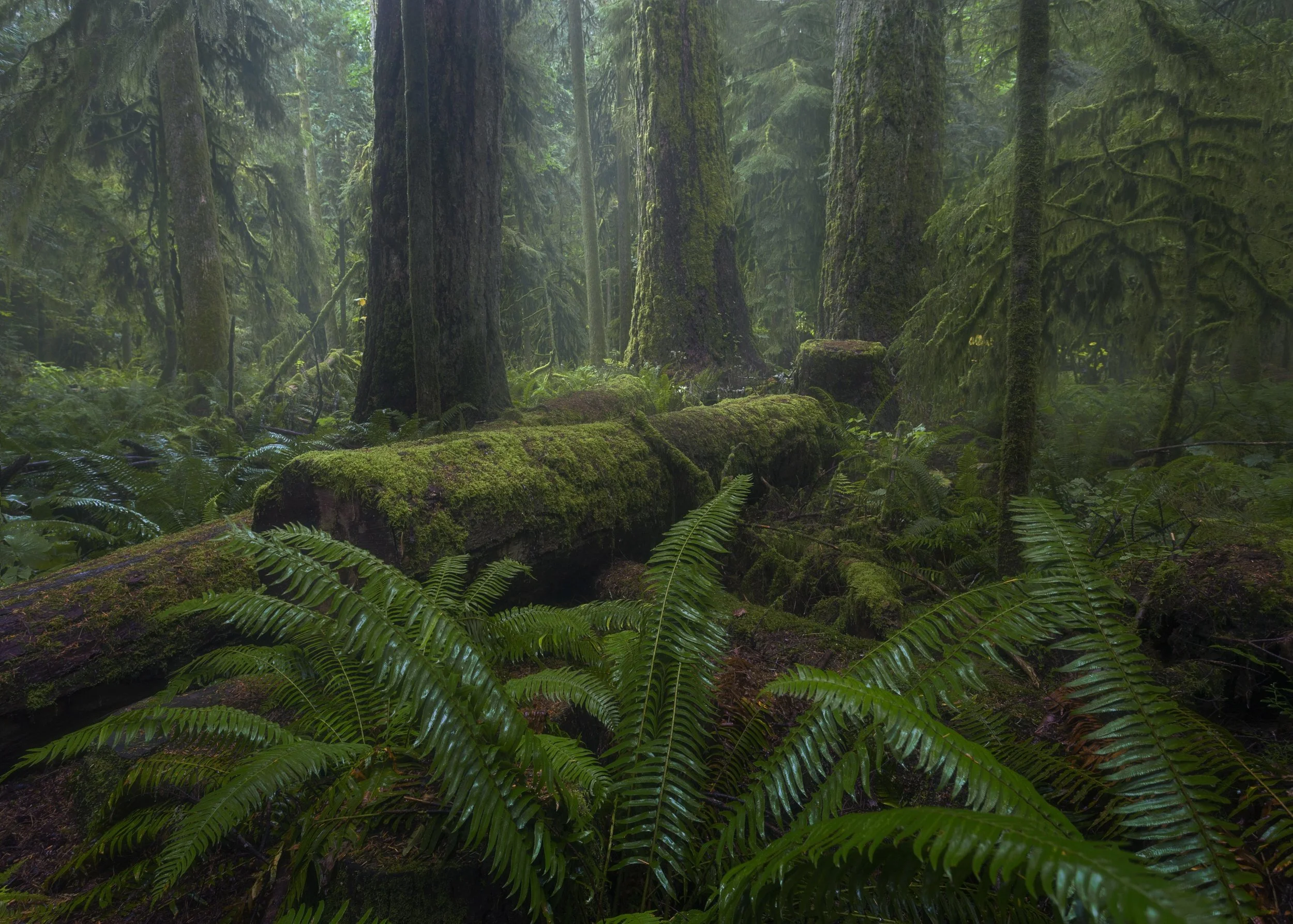 Music of Mother Nature