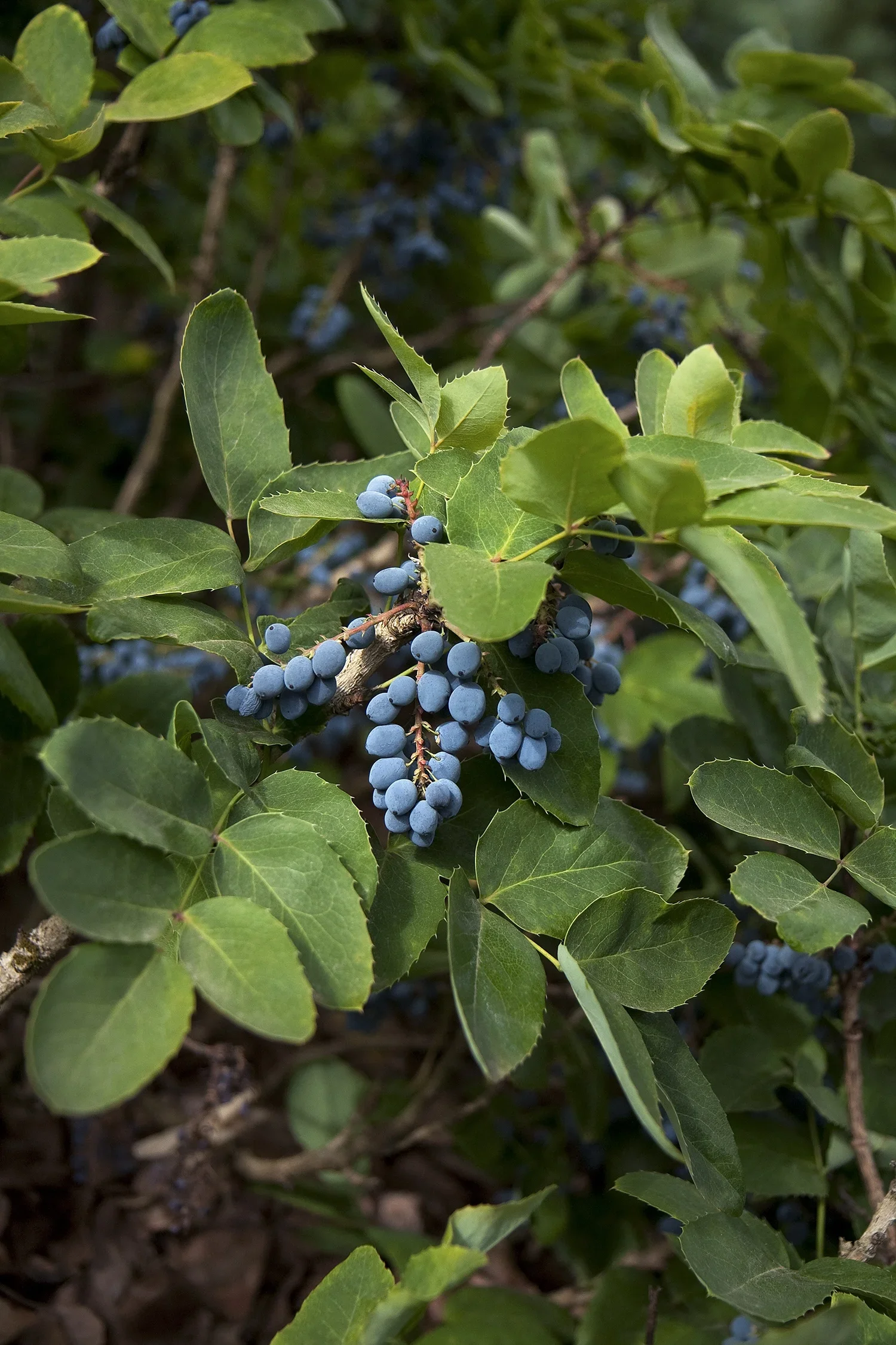 Mother Nature's Pantry