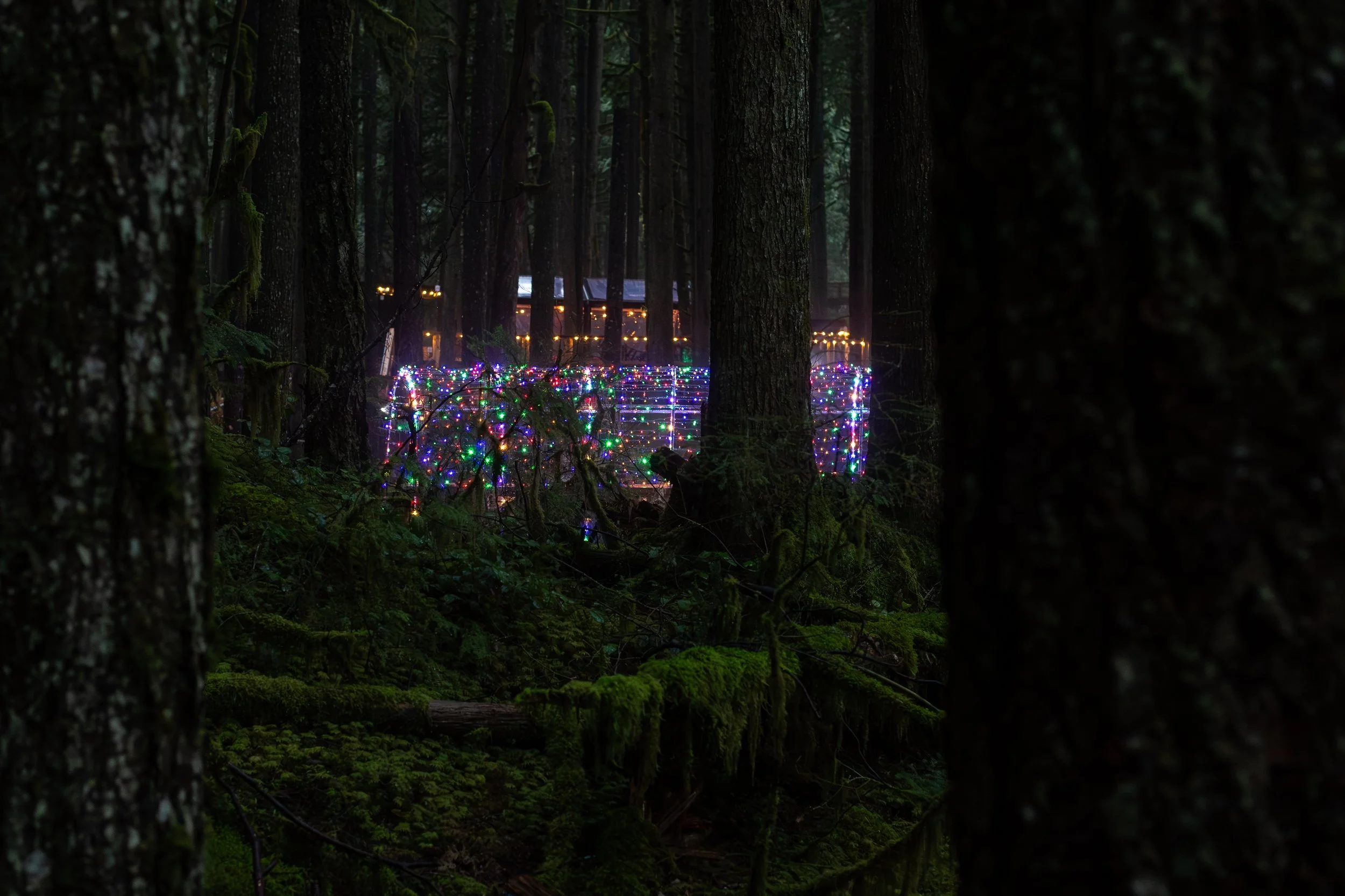 Dense forest with a light tunnel and a distant view of the warmly lit Forest Lounge in Squamish Canyon.