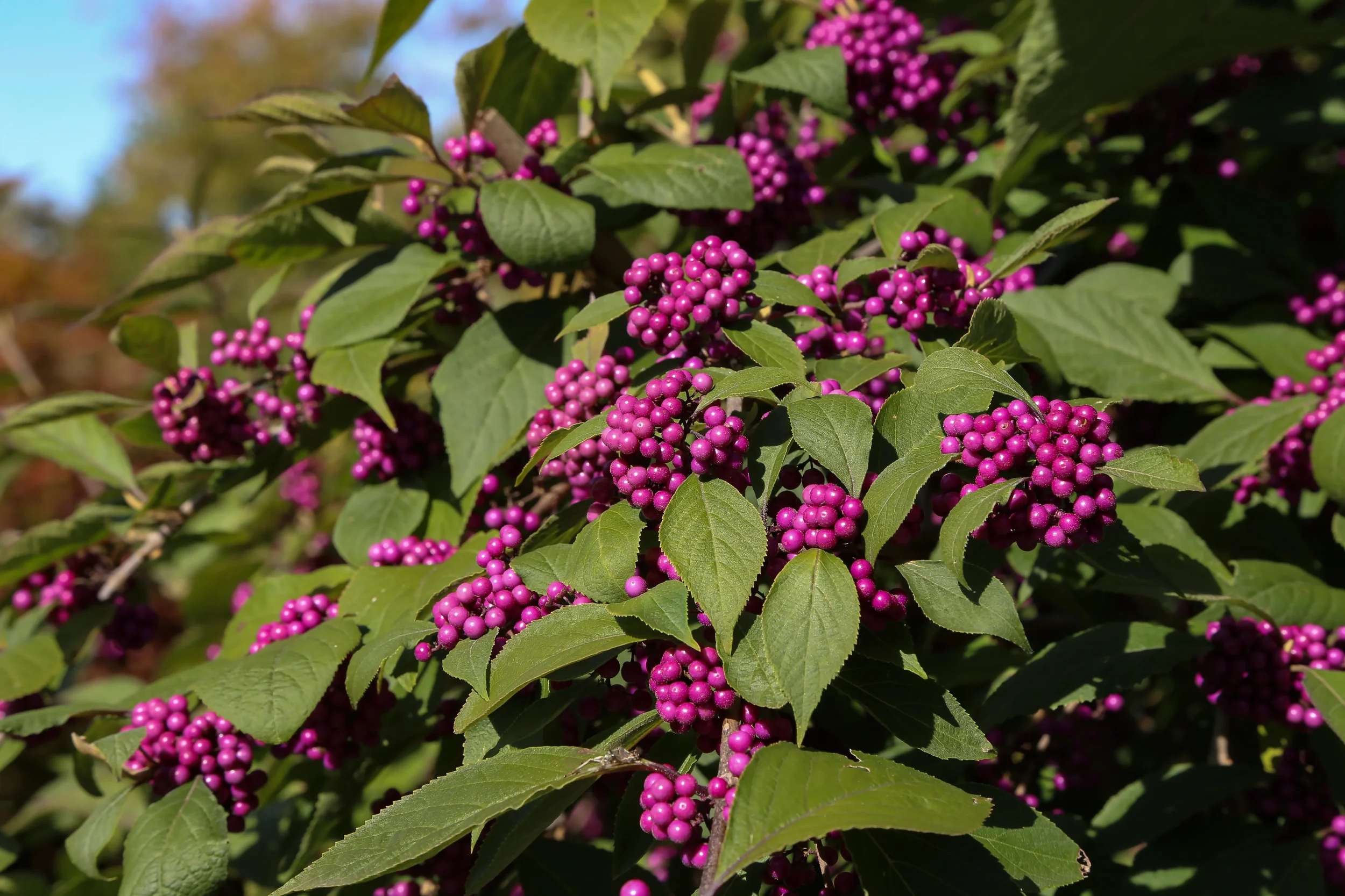 American Beautyberry