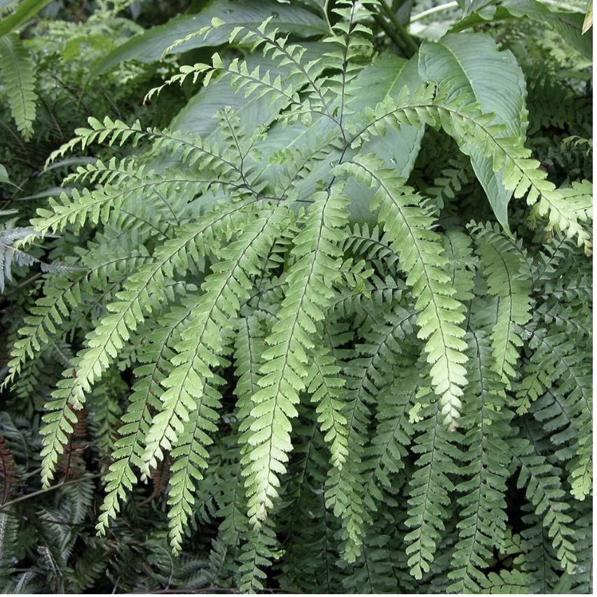 Maiden Hair Fern