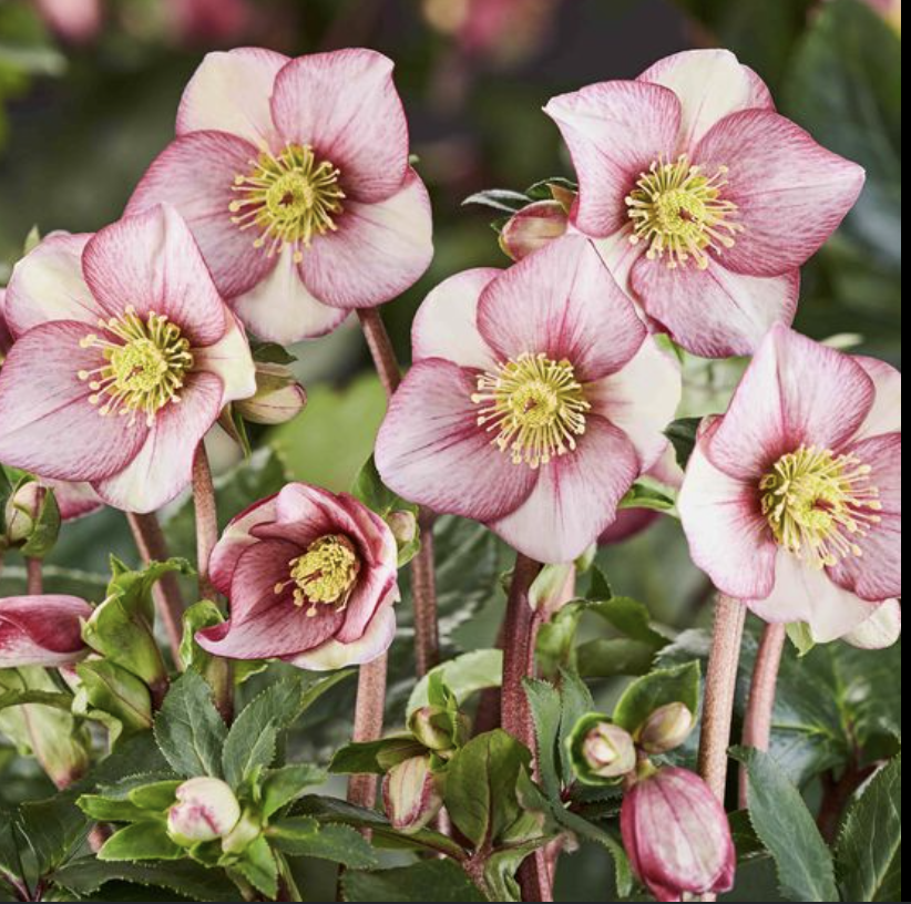 Hellebore