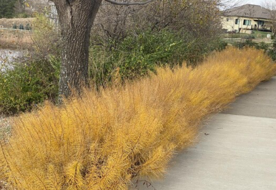 Amsonia