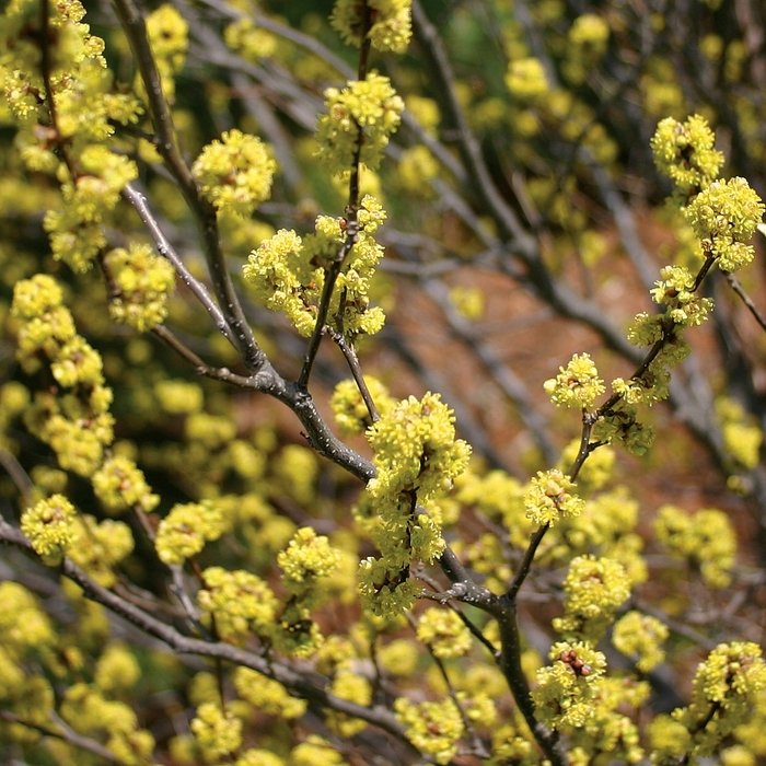 Spice Bush