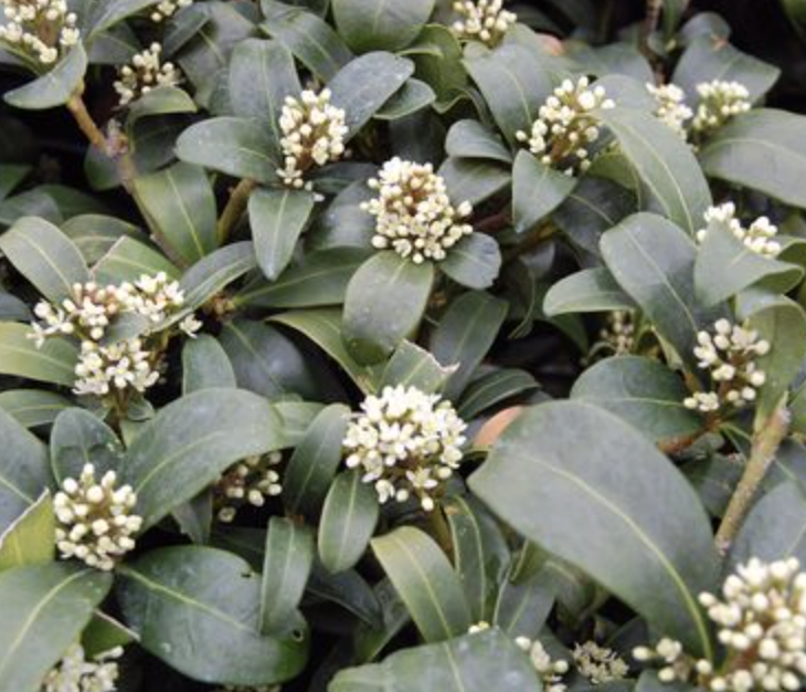 Skimmia japonica