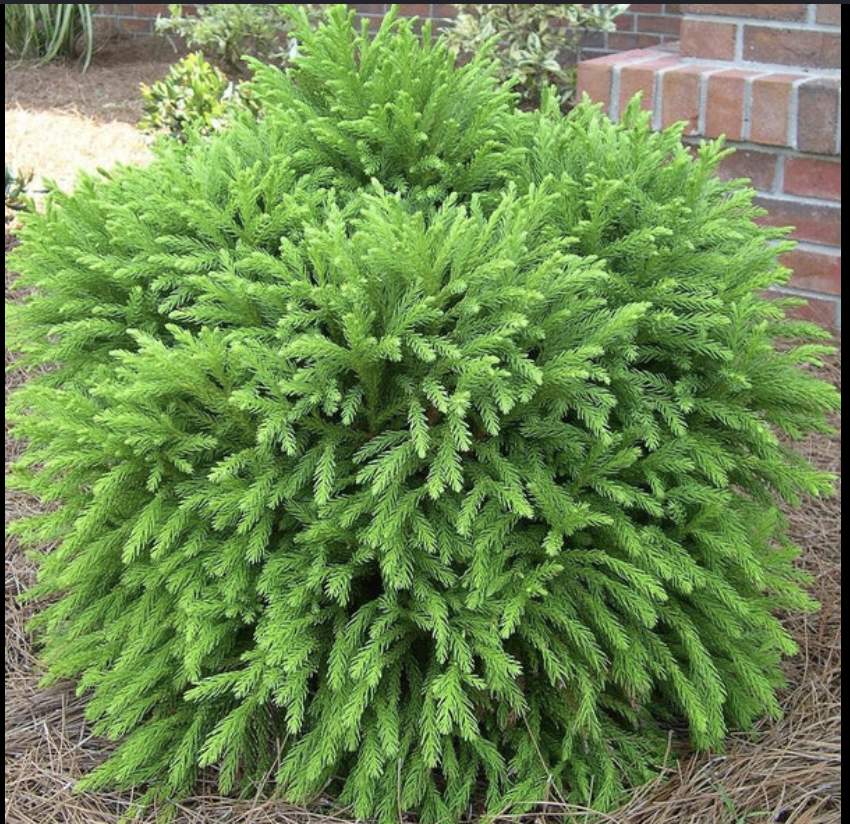 Cryptomeria