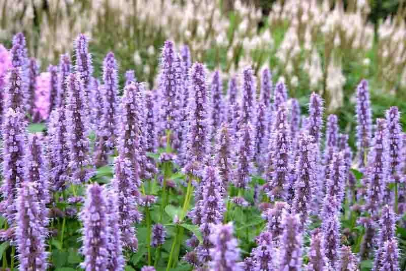 Agastache
