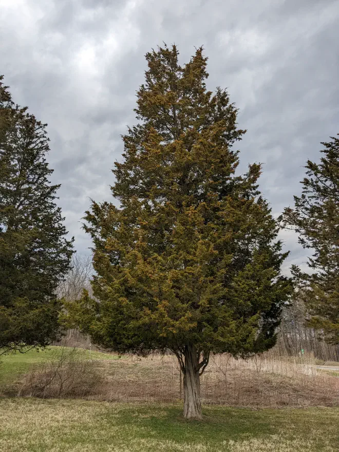 Eastern Red Cedar