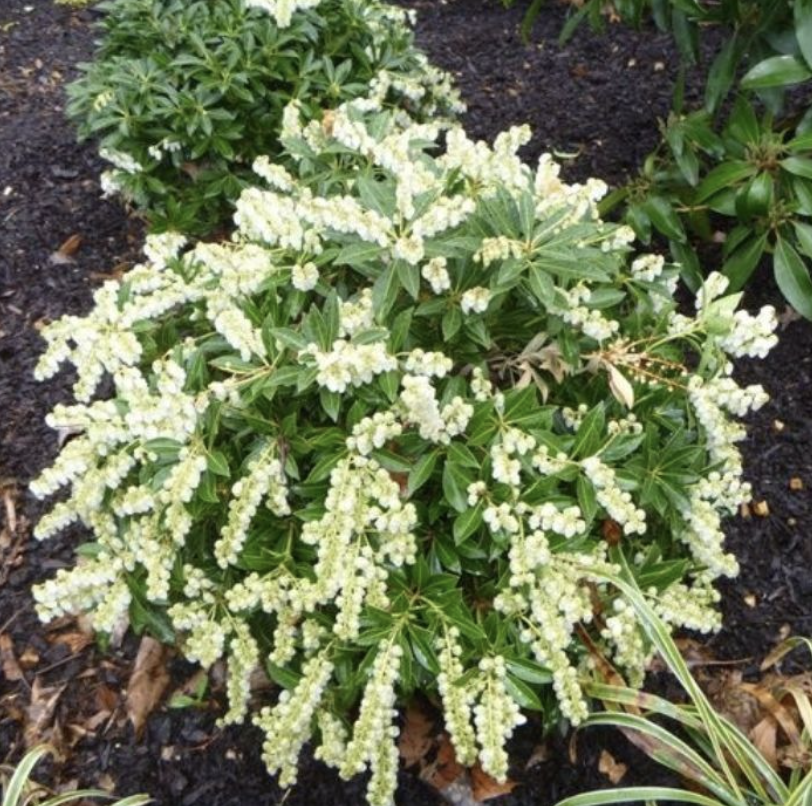 Pieris japonica