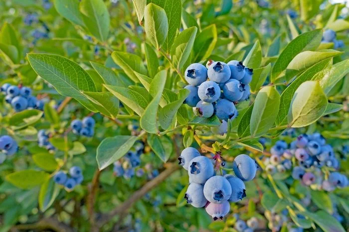 Highbush Blueberry