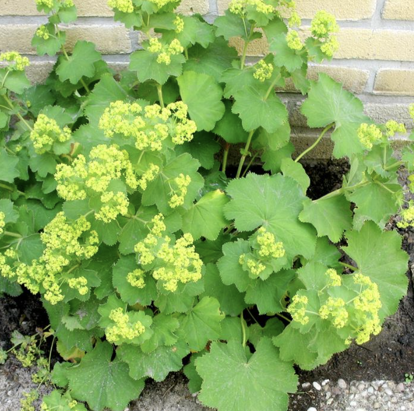 Lady’s Mantle