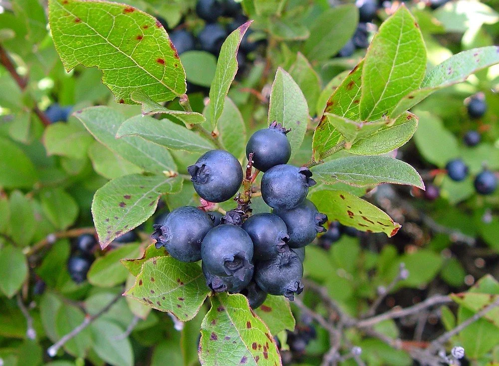 Lowbush Blueberry